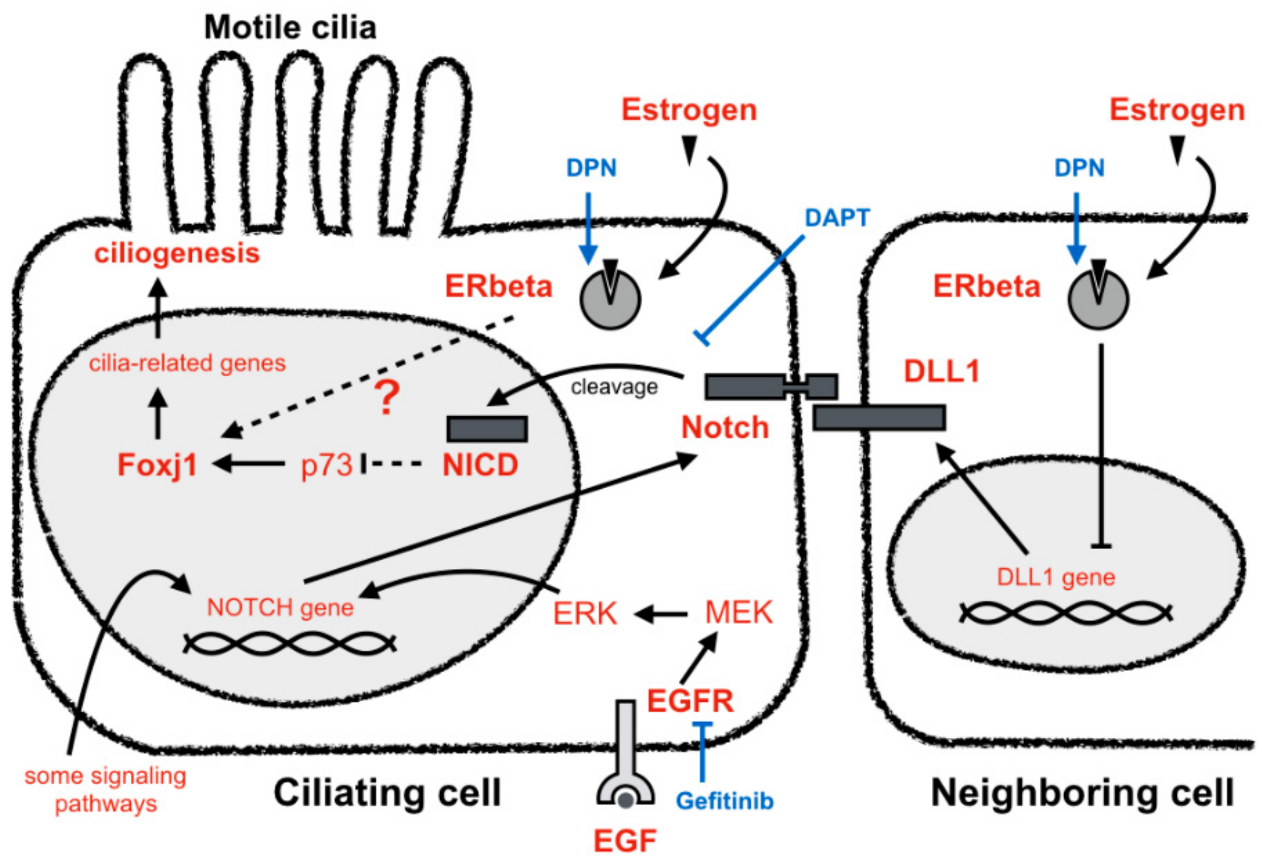 Cells 08 00933 g006 Cells 08 00933 g006