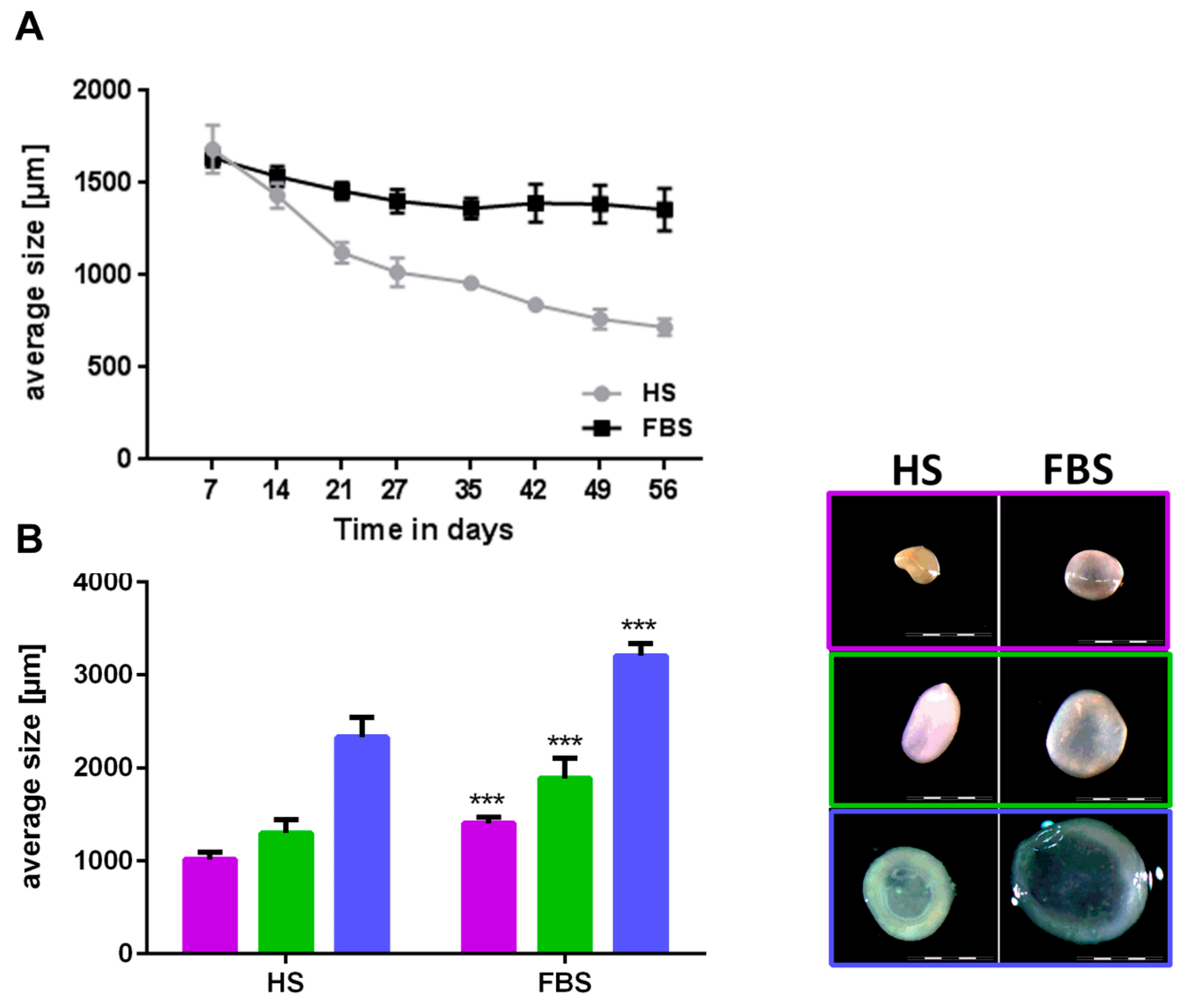 Cells 08 00934 g005 Cells 08 00934 g005