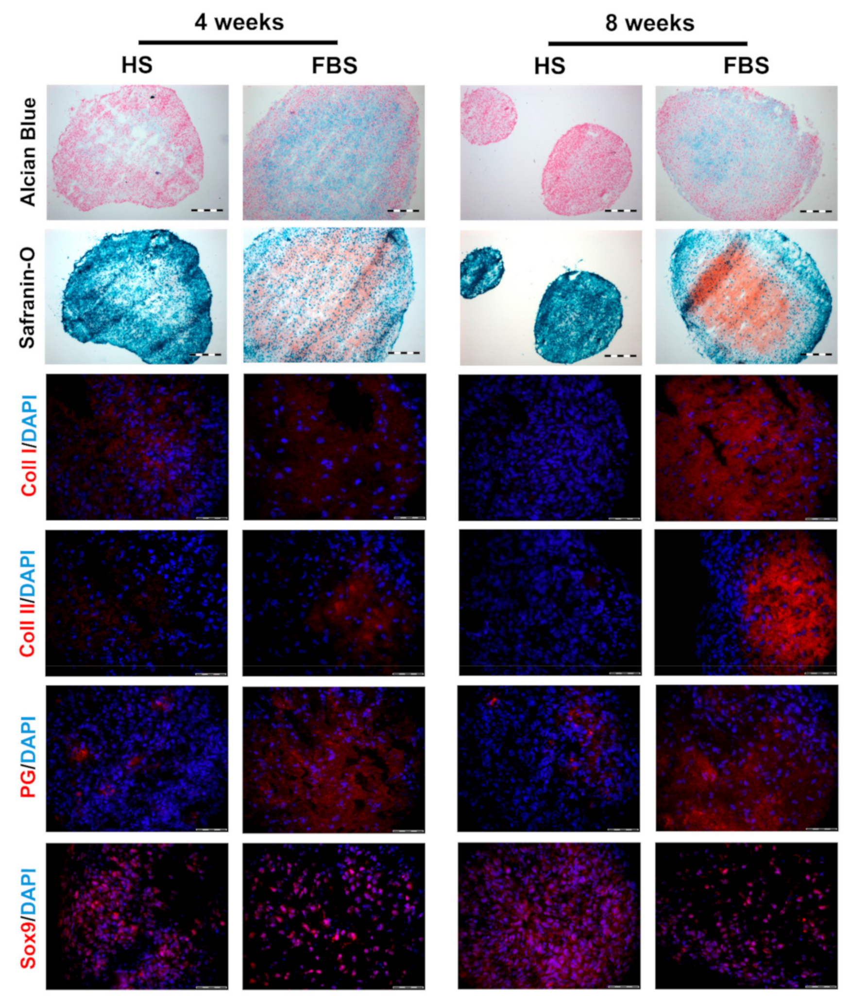 Cells 08 00934 g006 Cells 08 00934 g006
