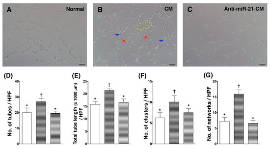 MicroRNA-21 Mediates the Protective Effect of Cardiomyocyte