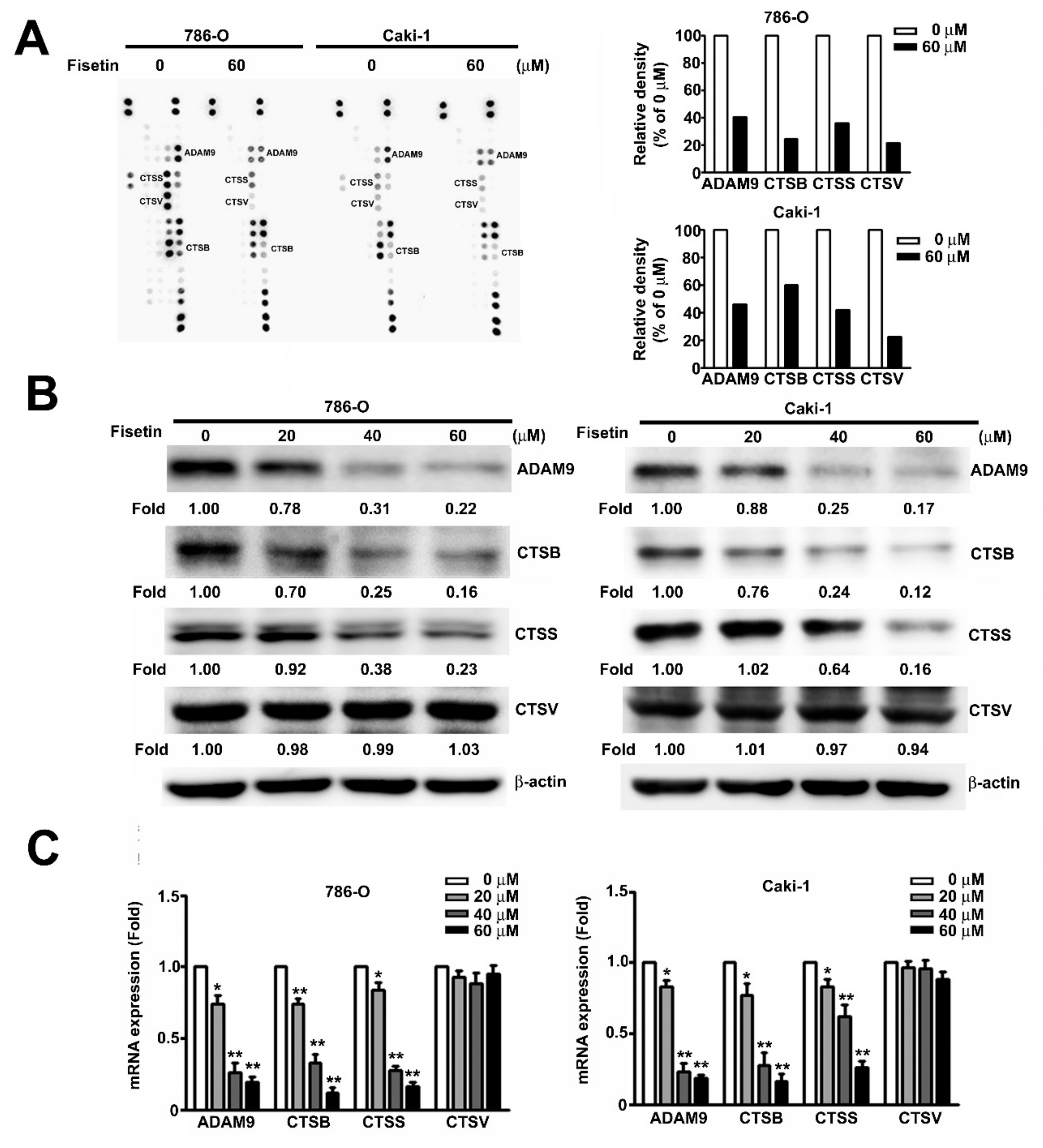 Cells 08 00948 g004