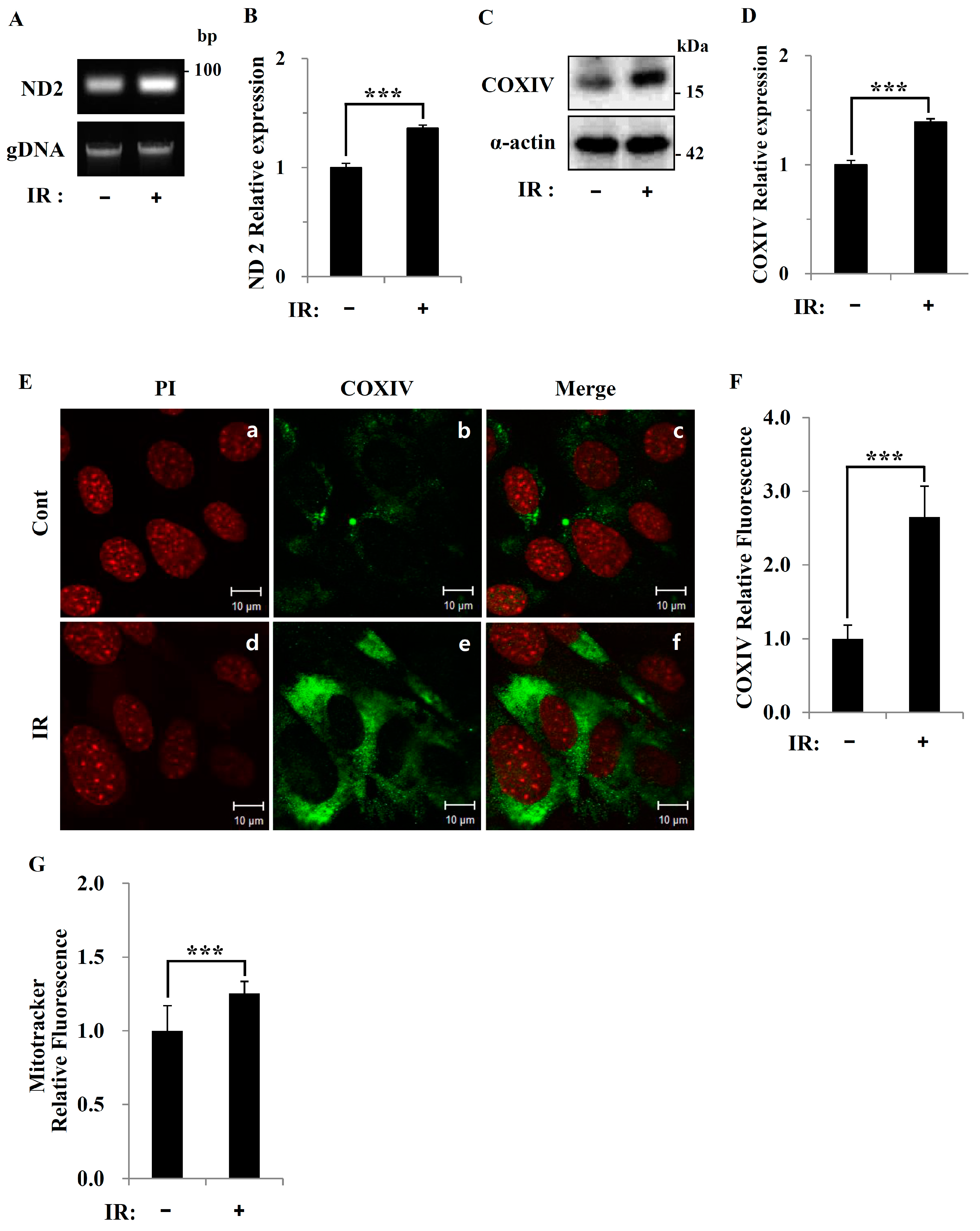 Cells 08 00950 g003a