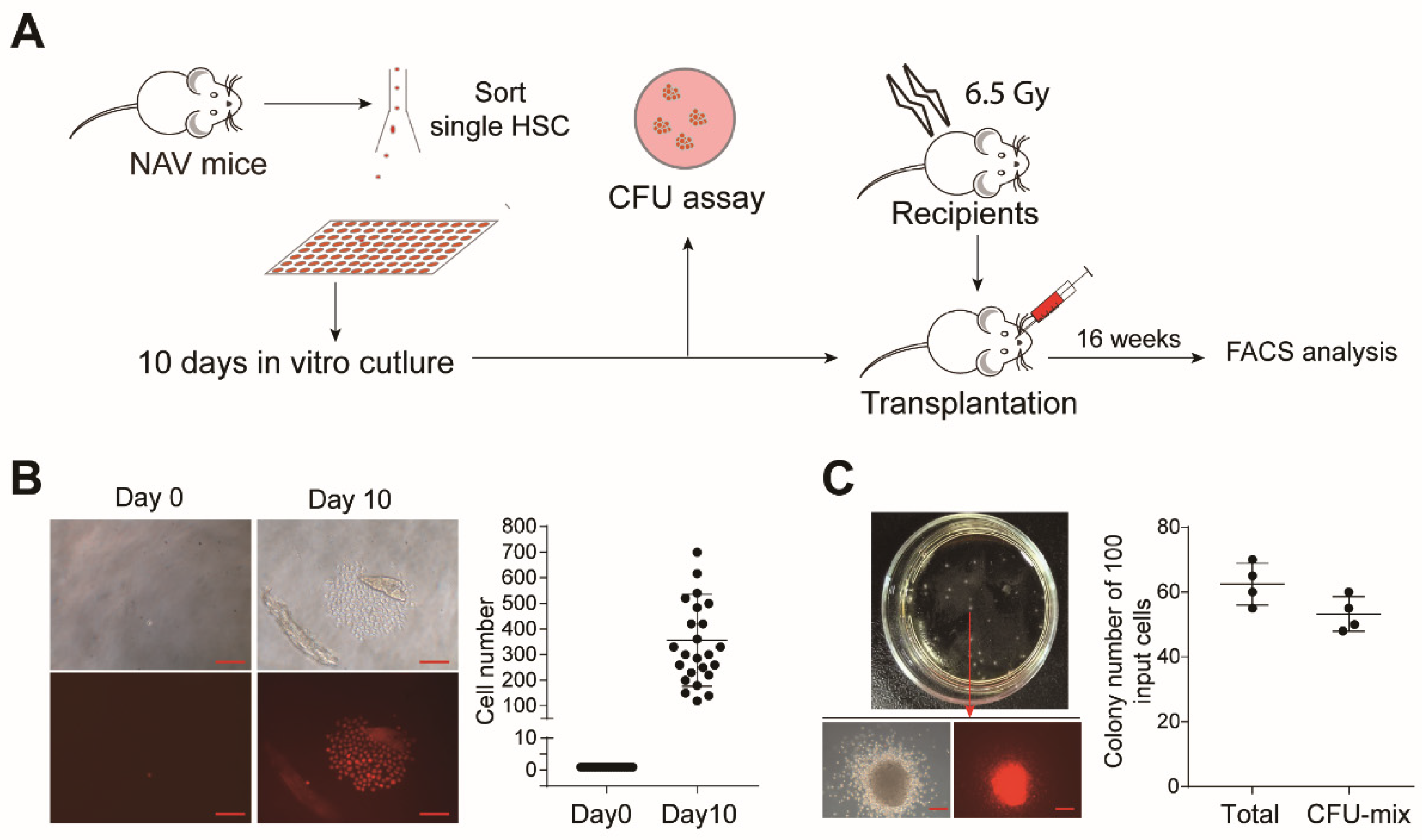 Cells 08 00951 g006 Cells 08 00951 g006