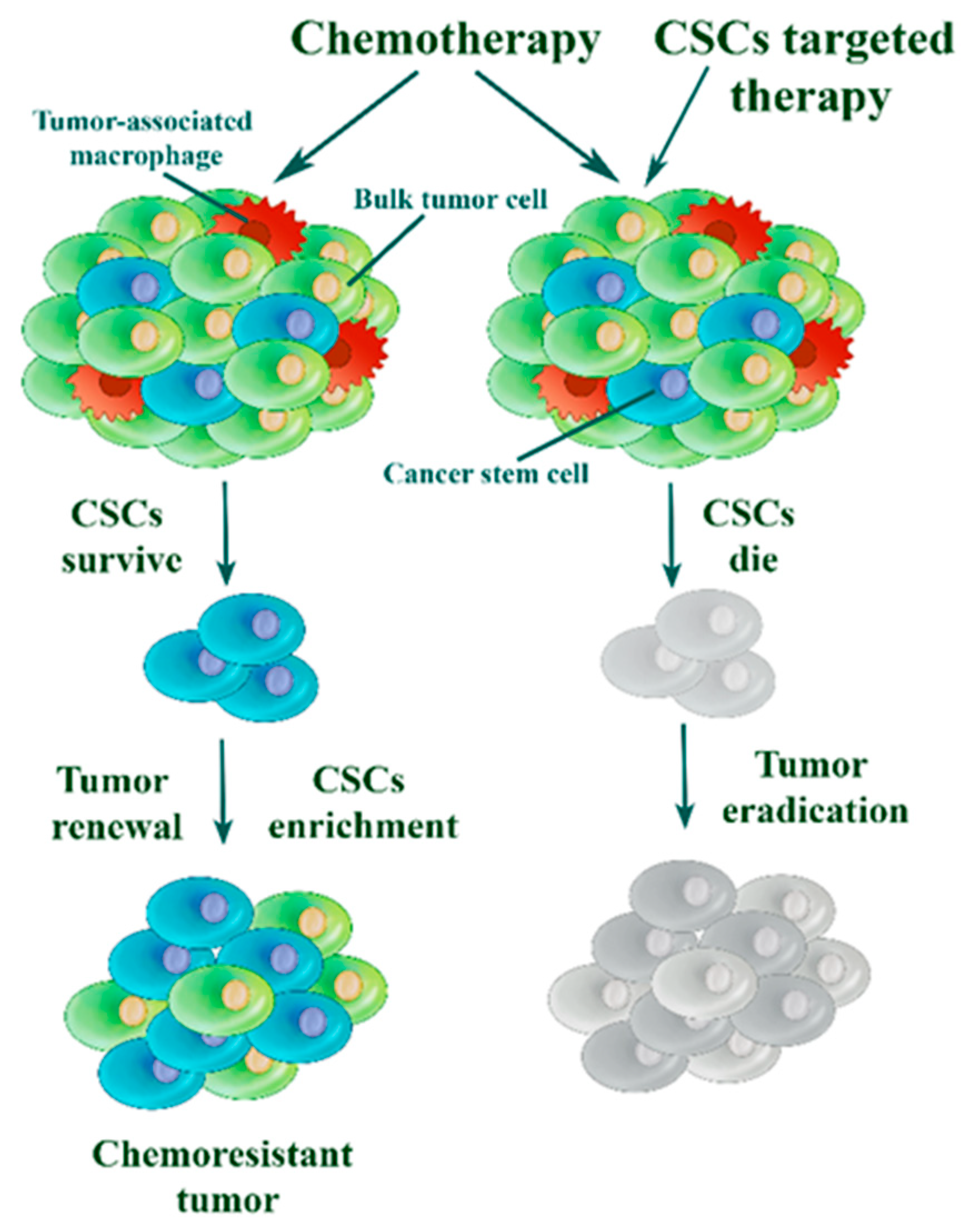 Cells 08 00957 g001
