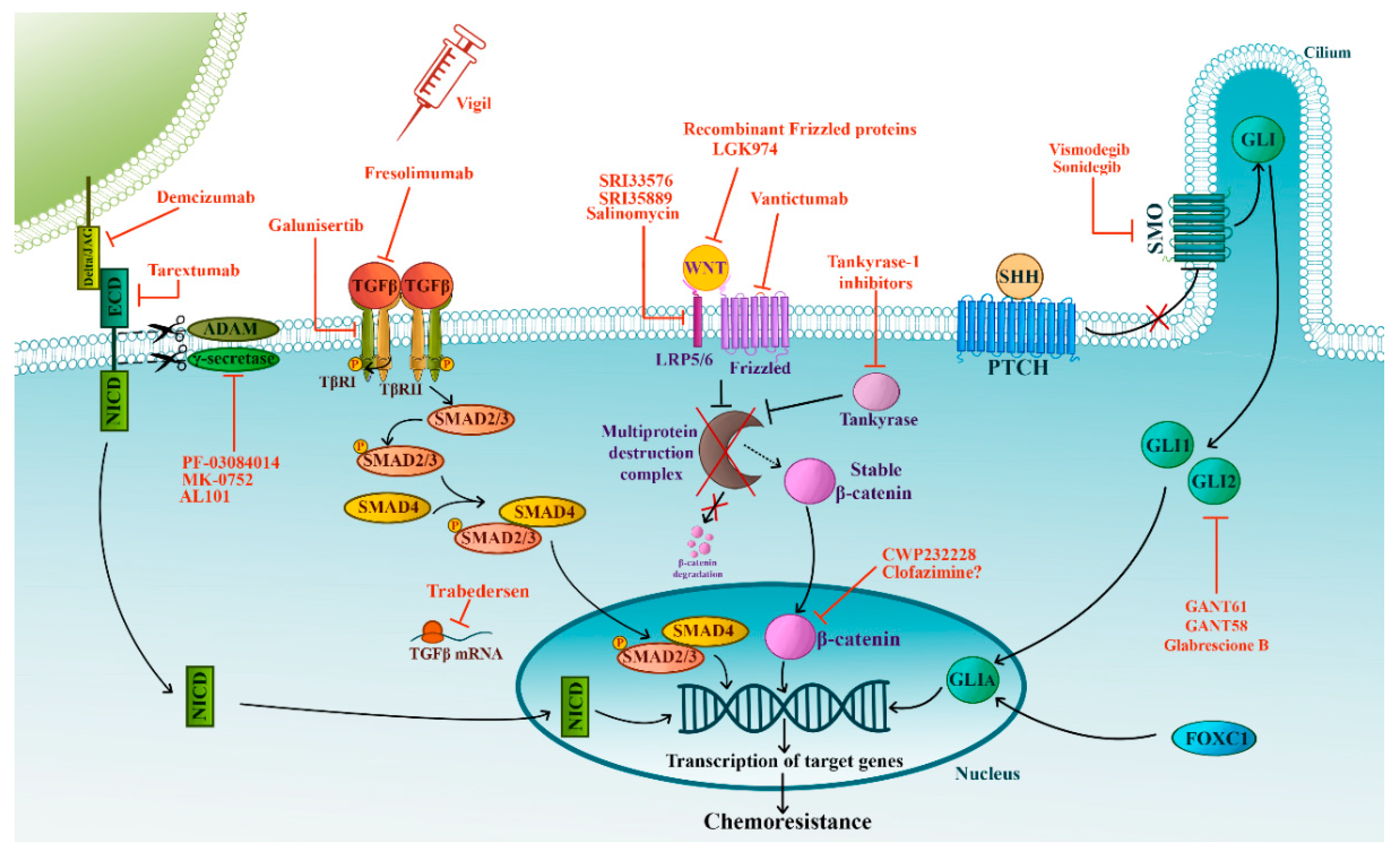 在庫処分 激安 食品 of Mechanisms Chemotherapy Triple-Negative in Resistance バッグ