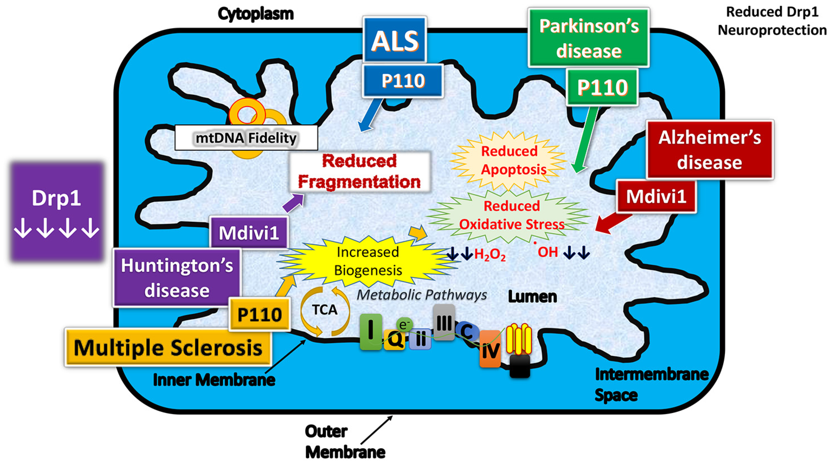 Cells 08 00961 g004 Cells 08 00961 g004