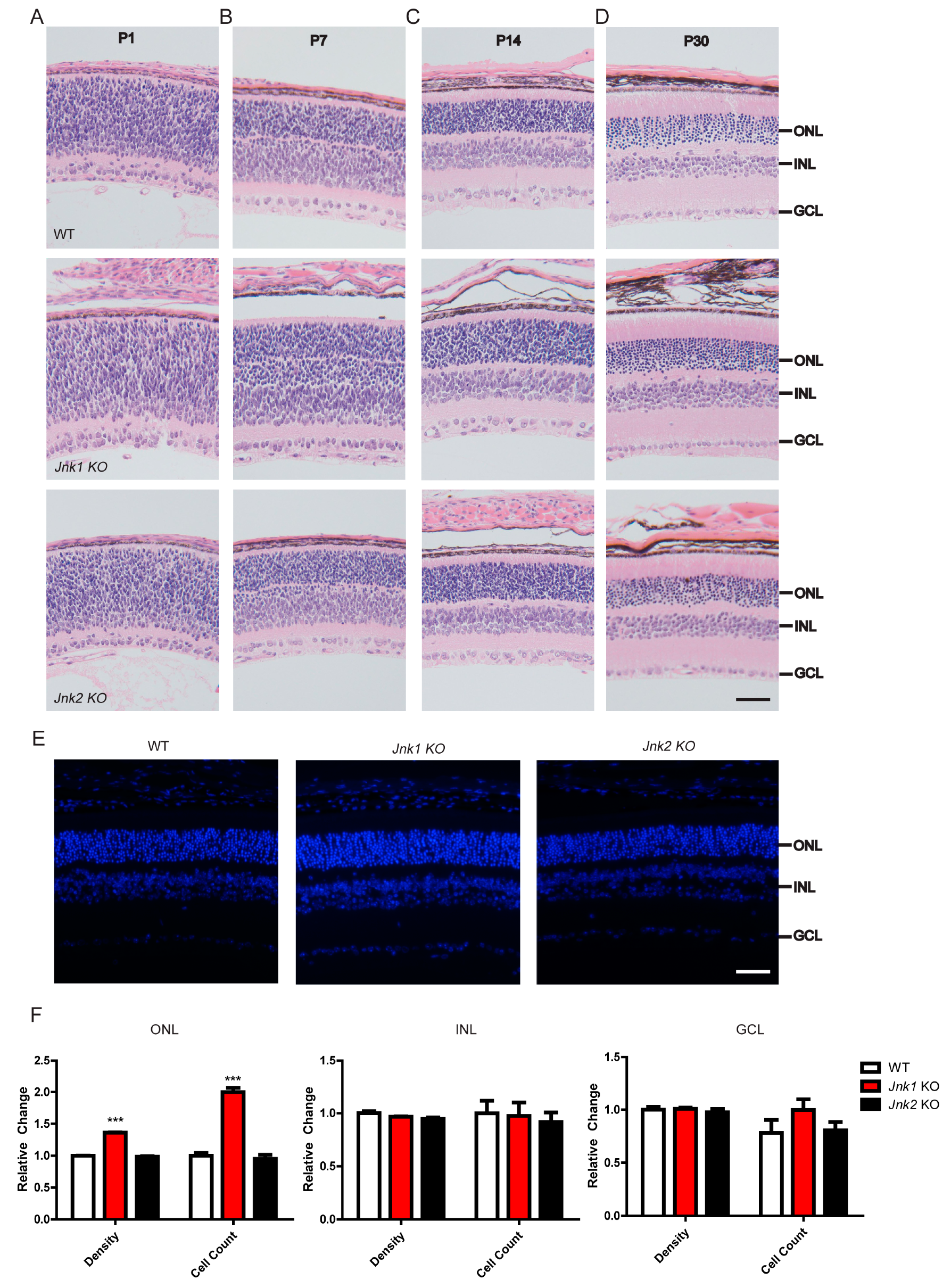 Cells 08 00970 g001 Cells 08 00970 g001