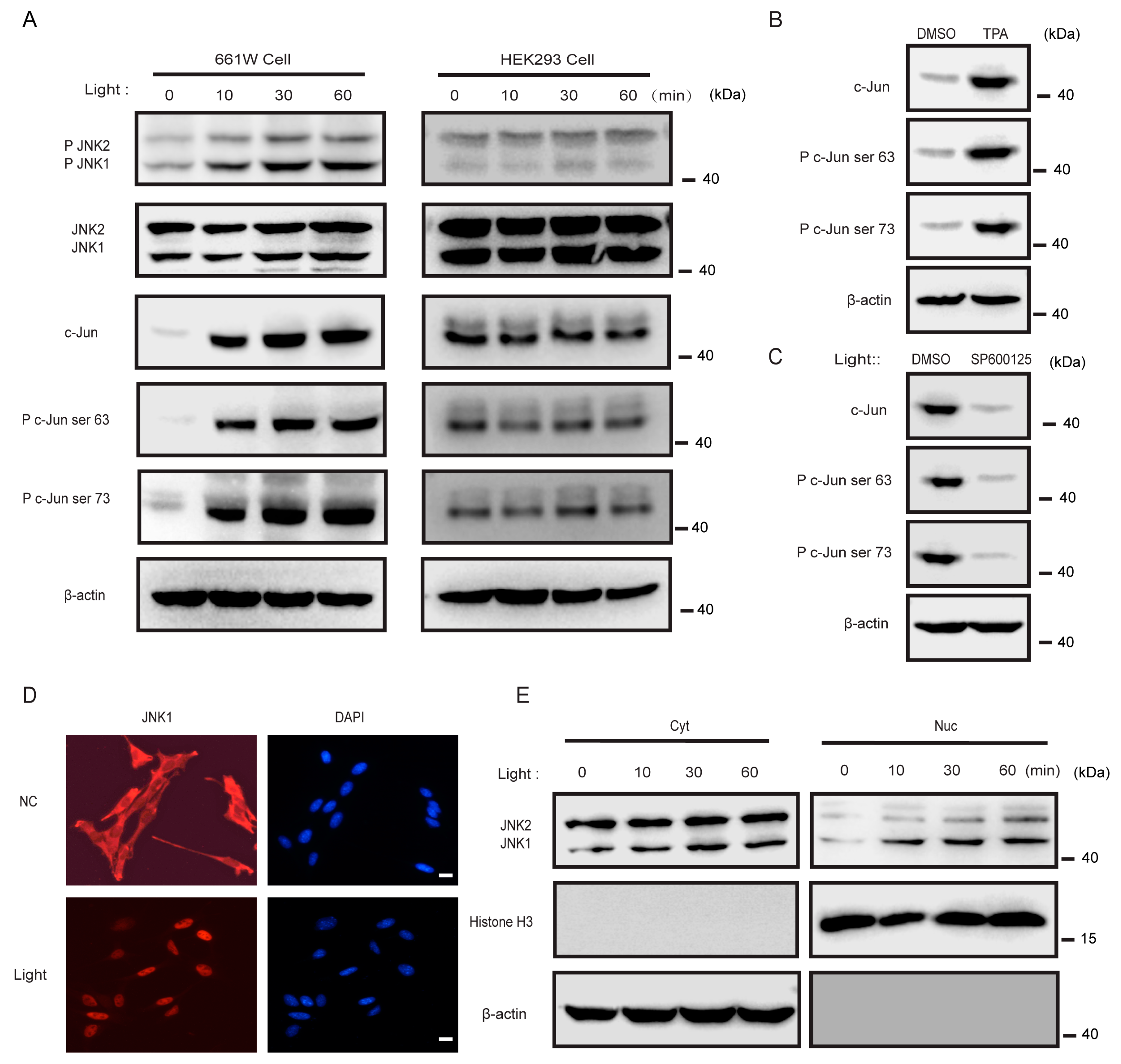 Cells 08 00970 g004 Cells 08 00970 g004