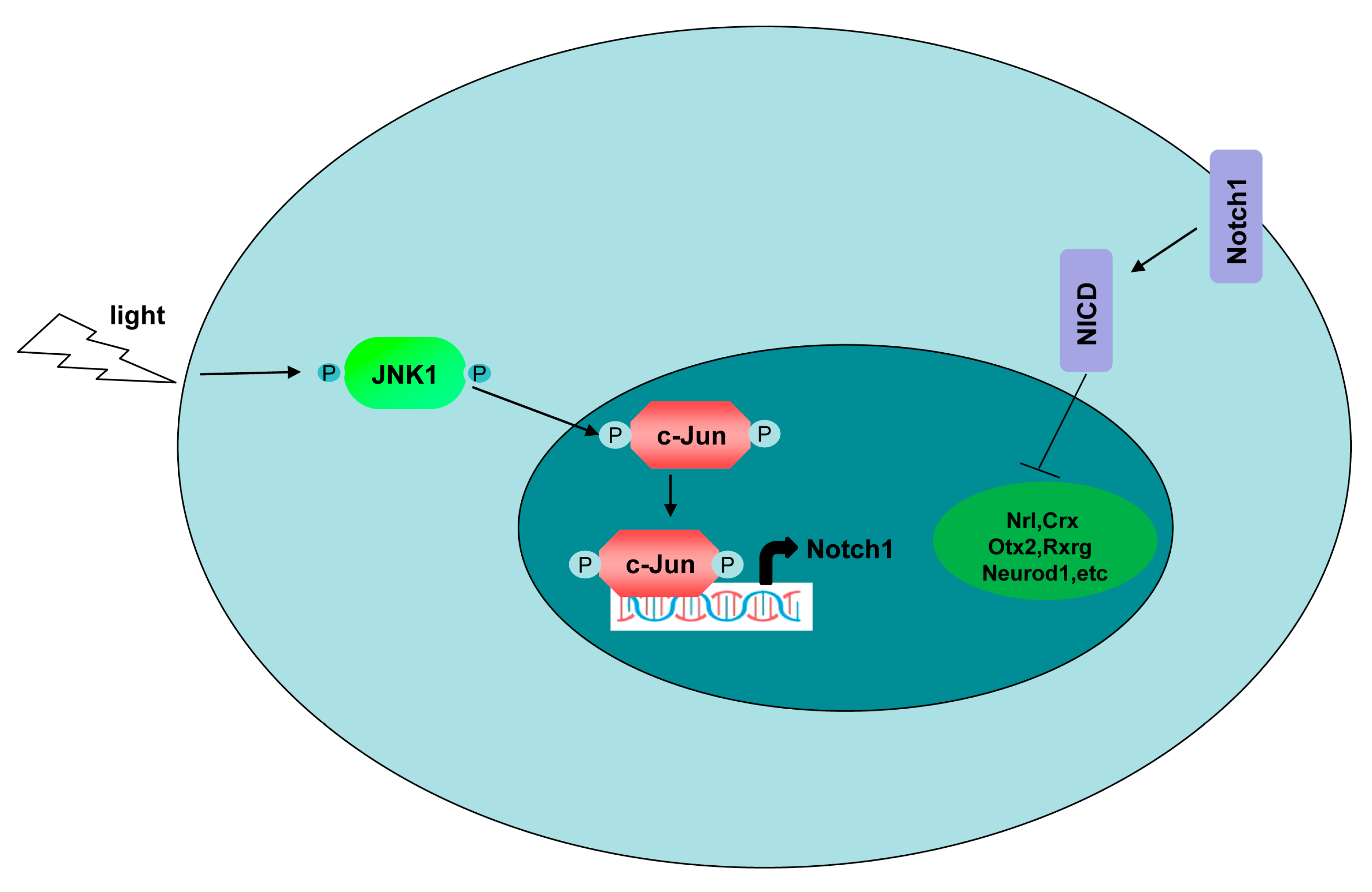Cells 08 00970 g008 Cells 08 00970 g008