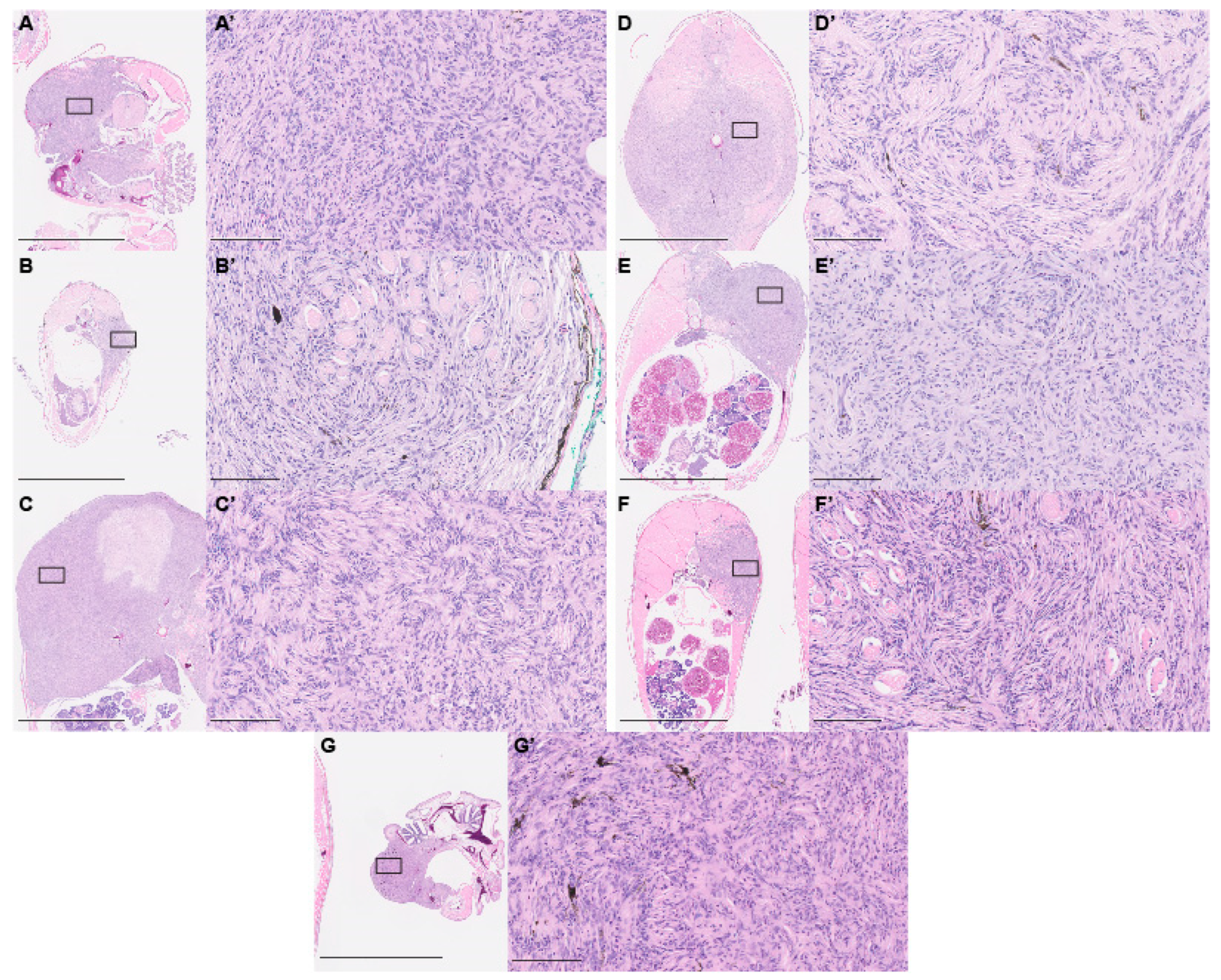 Cells 08 00972 g002