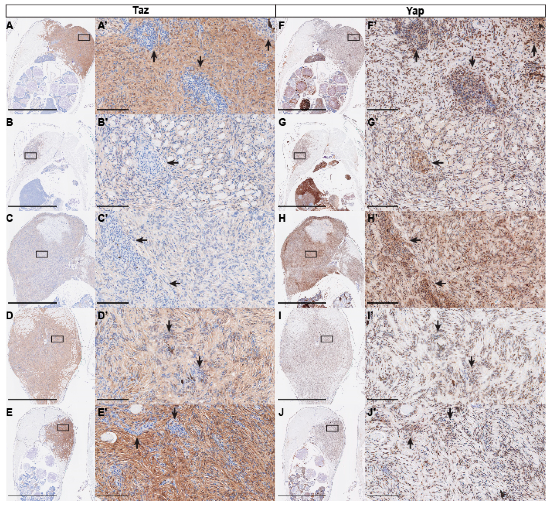 Cells 08 00972 g004