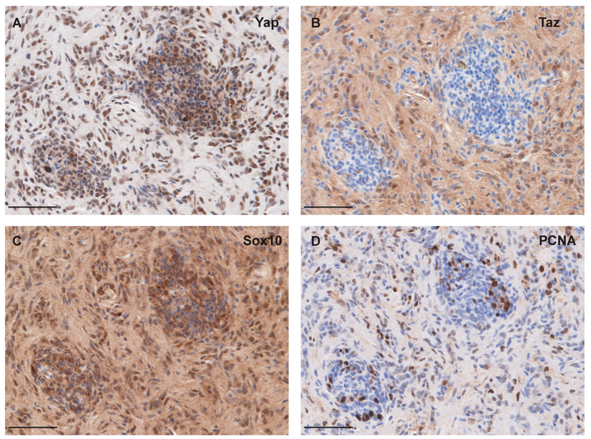 Cells 08 00972 g005