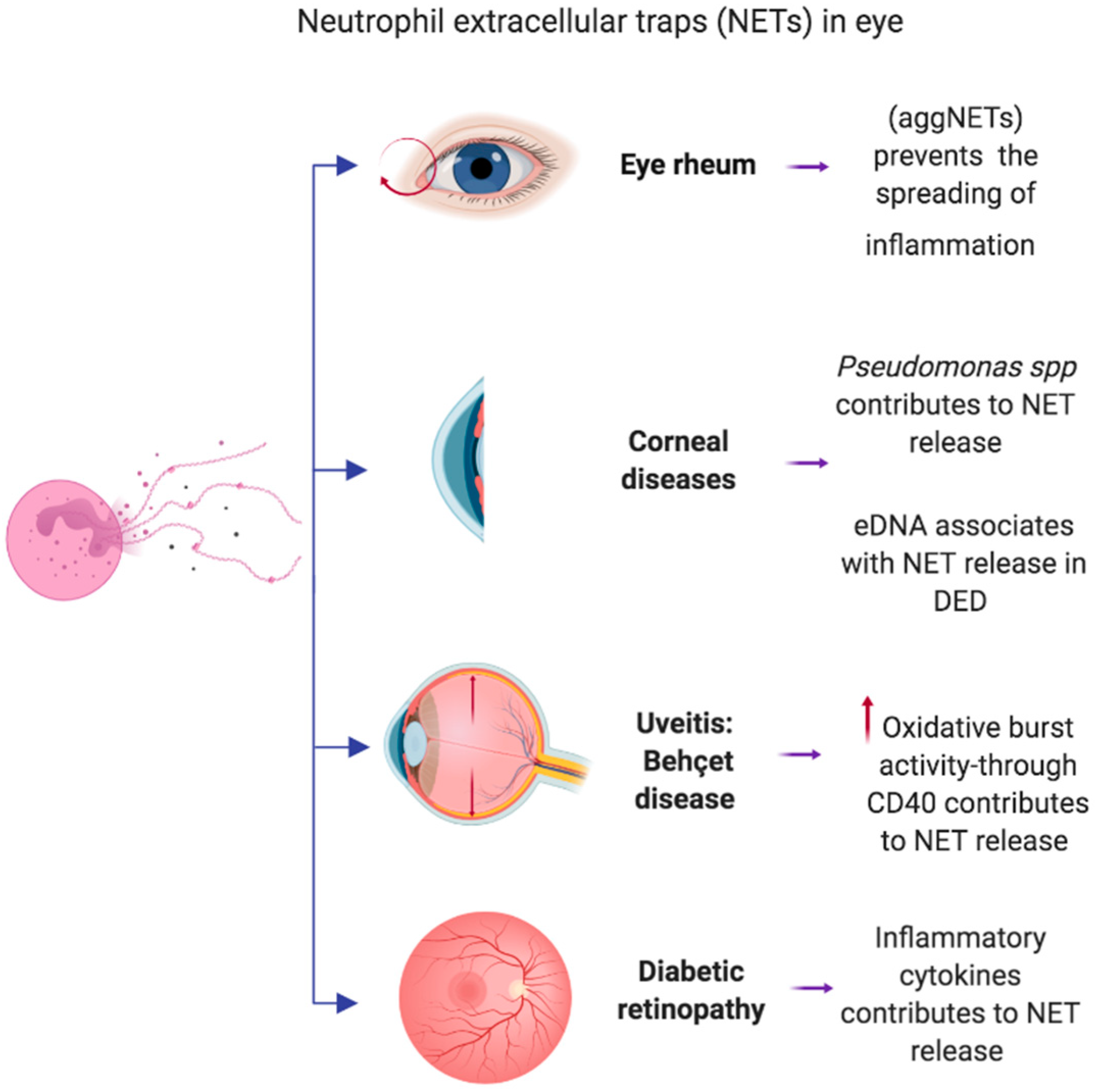 Toxoplasma kenet)