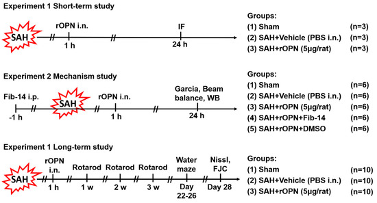 信頼も高い Osteopontin-Enhanced Autophagy Attenuates Early Brain Injury 少年漫画