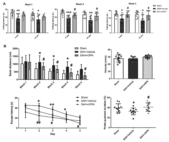 Osteopontin-Enhanced Autophagy Attenuates Early Brain Injury