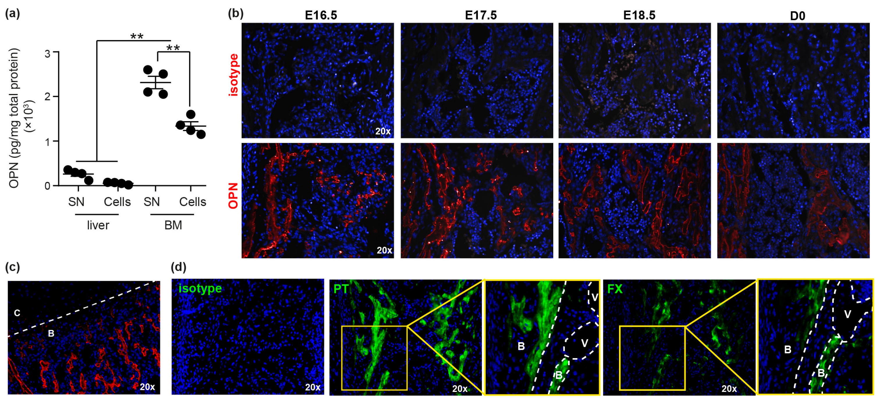 Cells 08 00985 g001 Cells 08 00985 g001