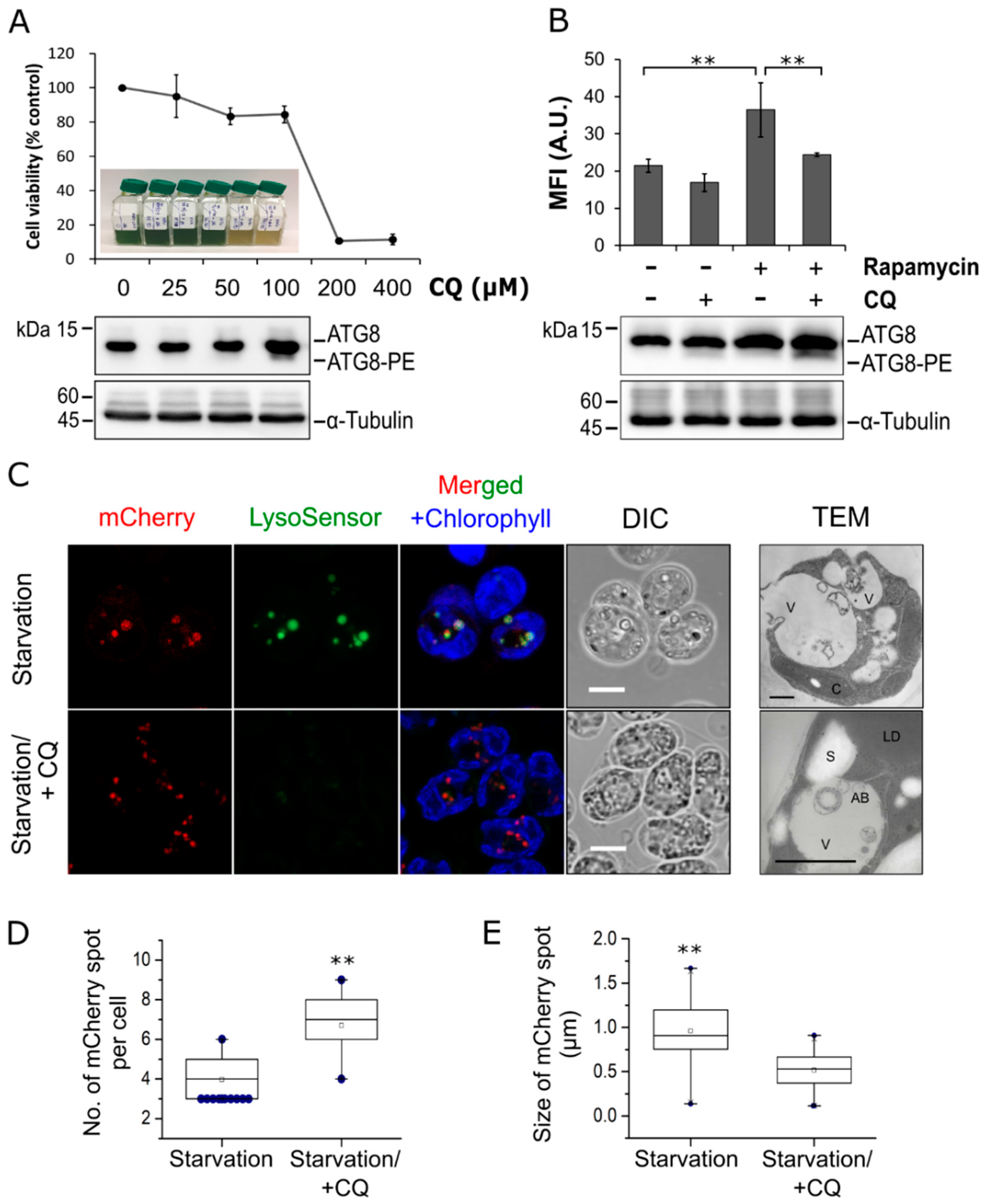 Cells 08 00992 g002 Cells 08 00992 g002