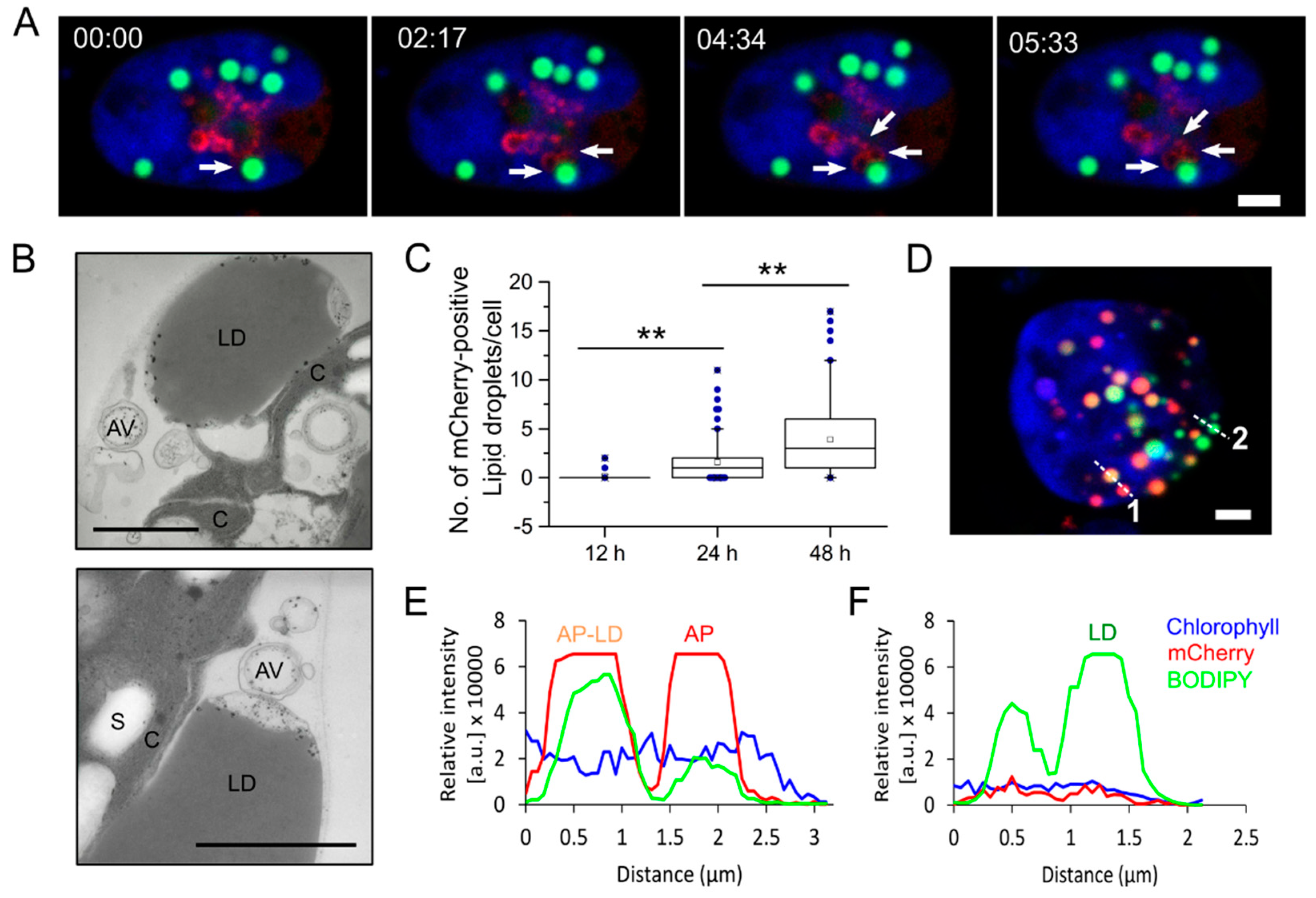 Cells 08 00992 g003 Cells 08 00992 g003