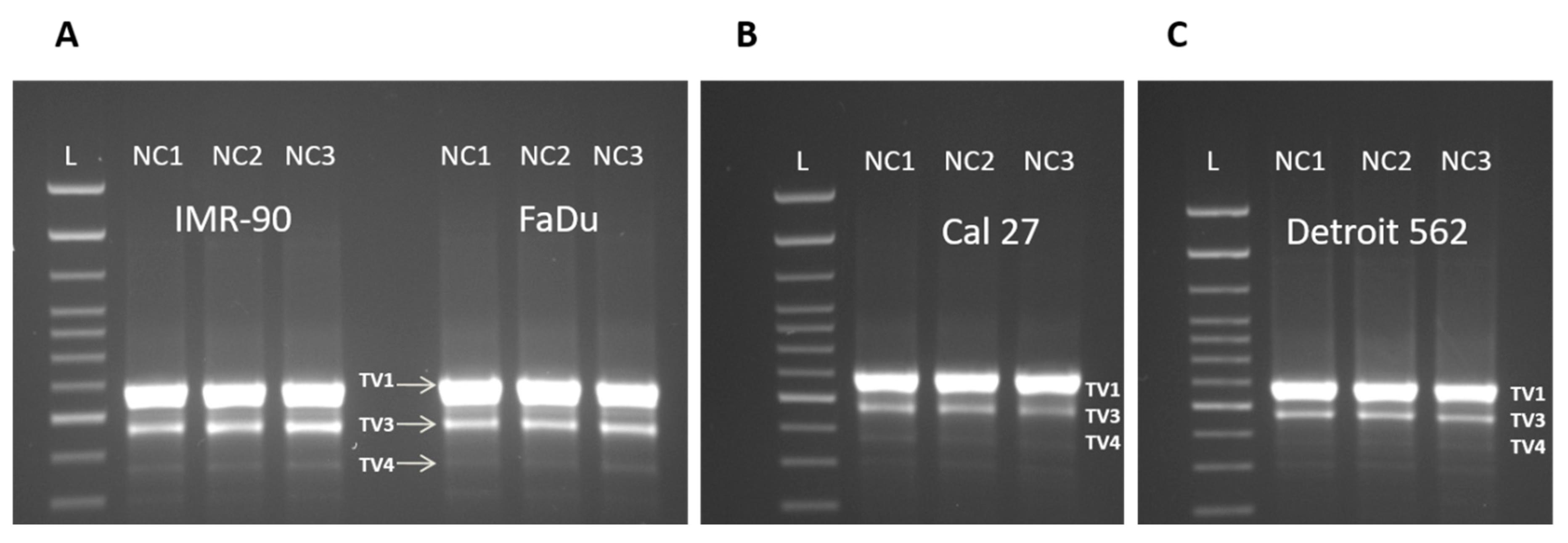 Cells 08 01001 g004 Cells 08 01001 g004