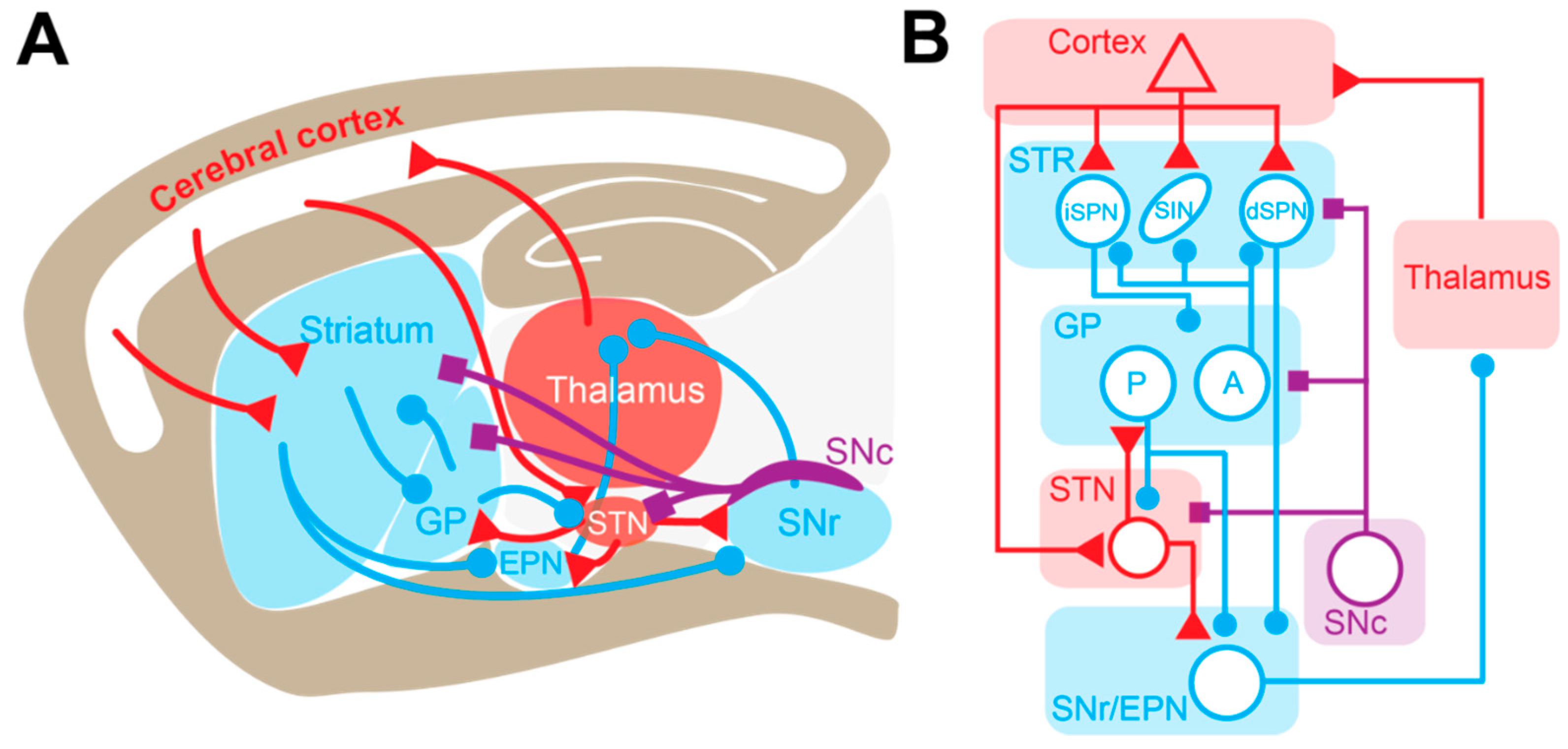 Cells Free Full Text Cellular And Synaptic Dysfunctions In Parkinson S Disease Stepping Out Of The Striatum Html