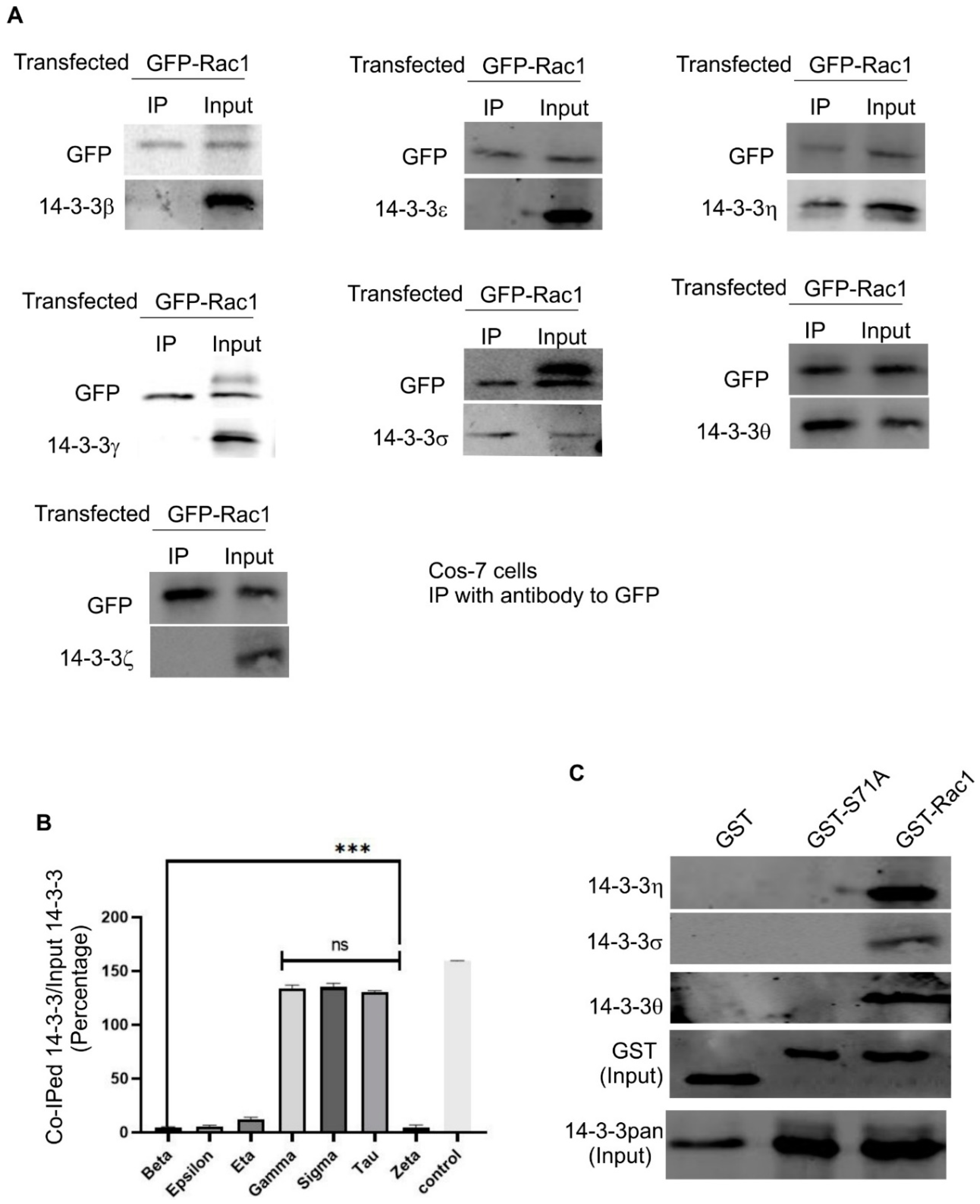 Cells Free Full Text Rac1 S71 Mediates The Interaction