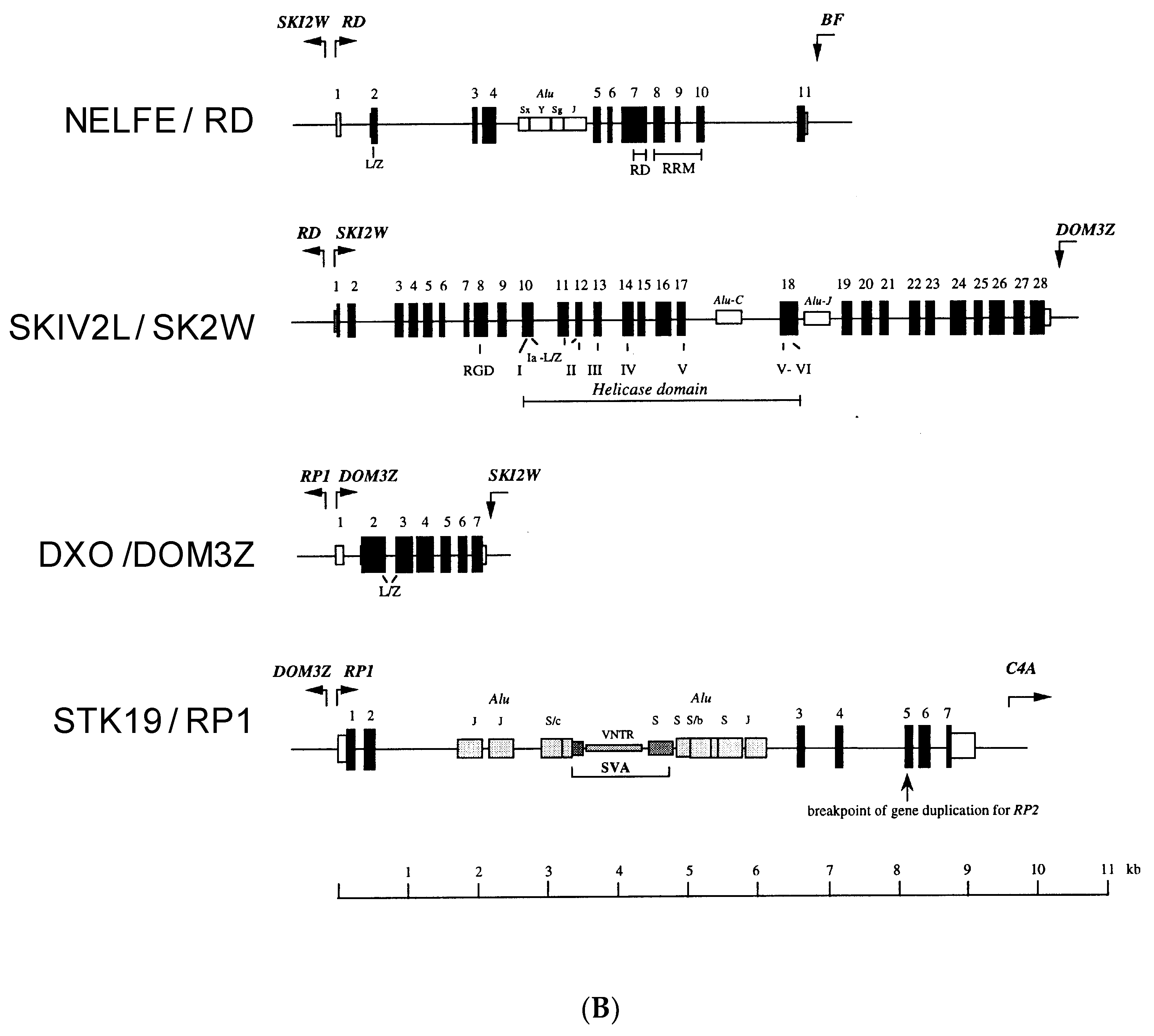 Cells 08 01008 g001b