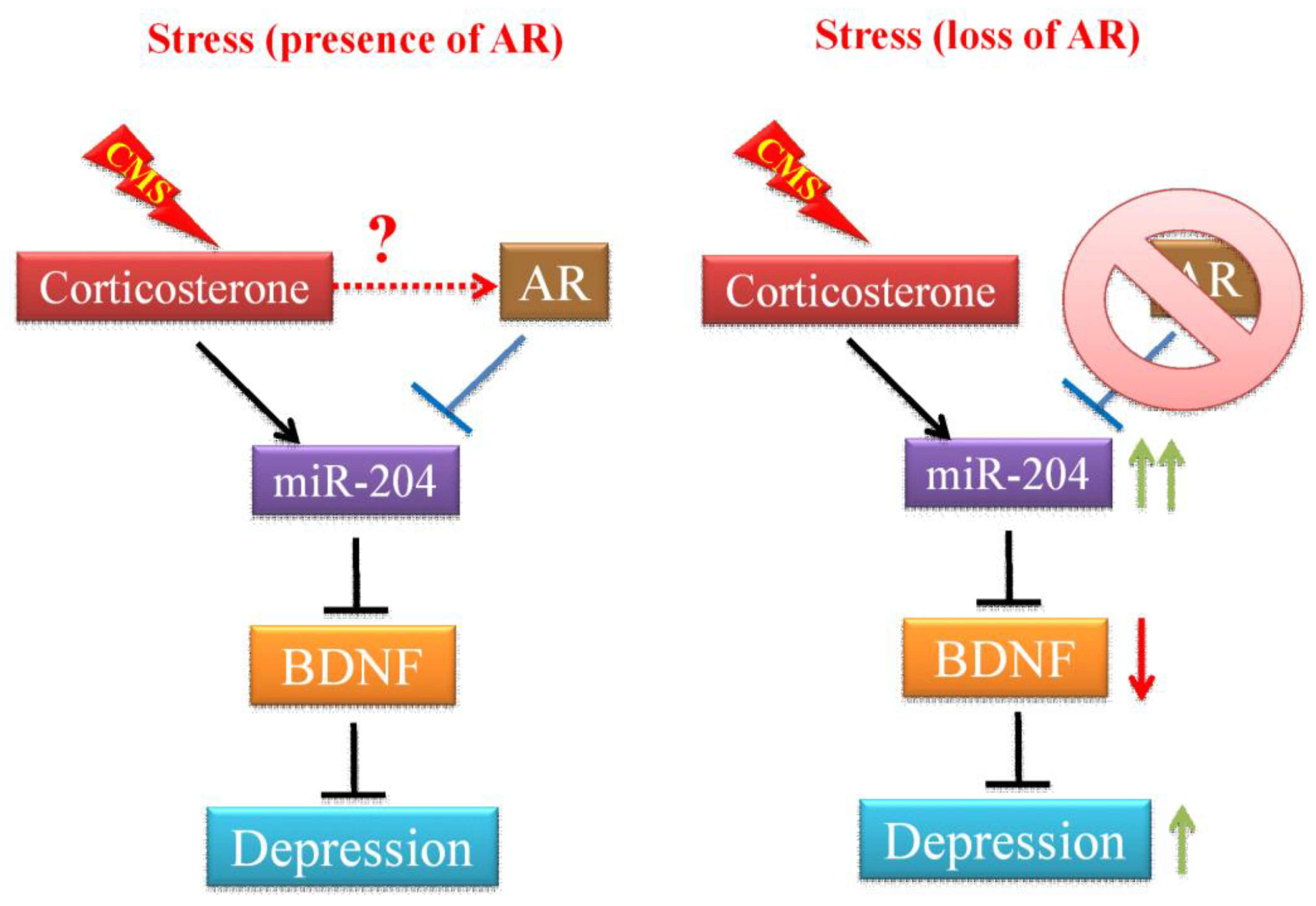 Cells 08 01021 g005 Cells 08 01021 g005