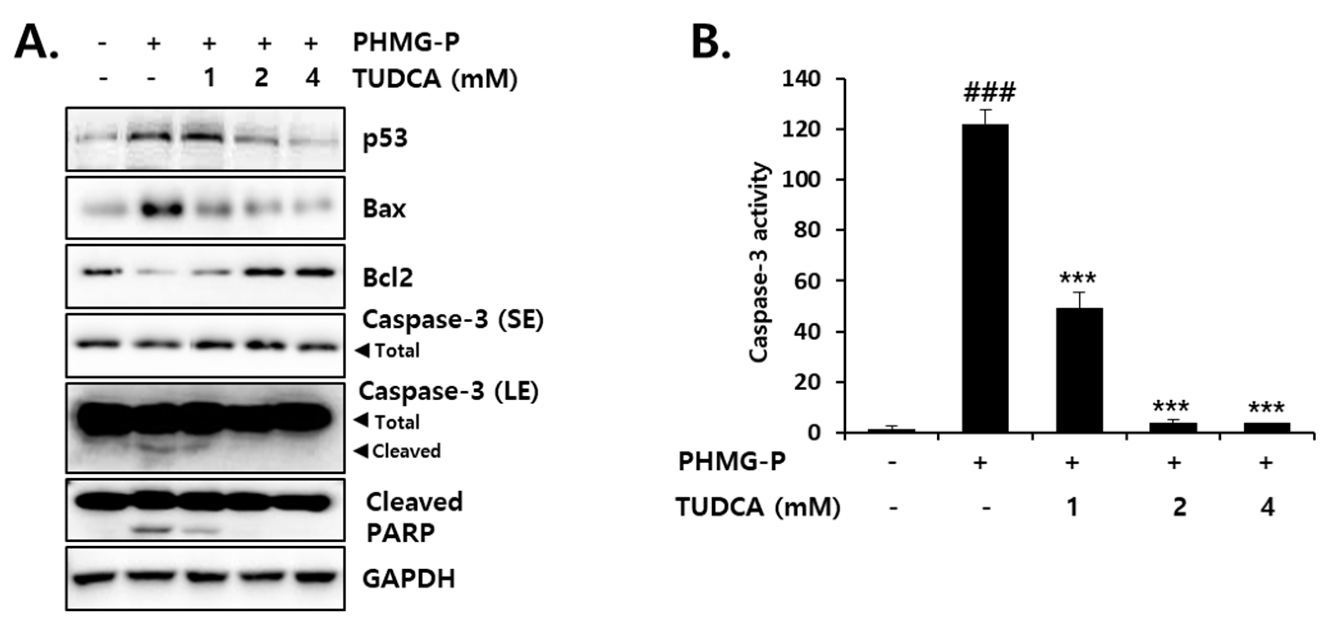 Cells 08 01023 g009 Cells 08 01023 g009