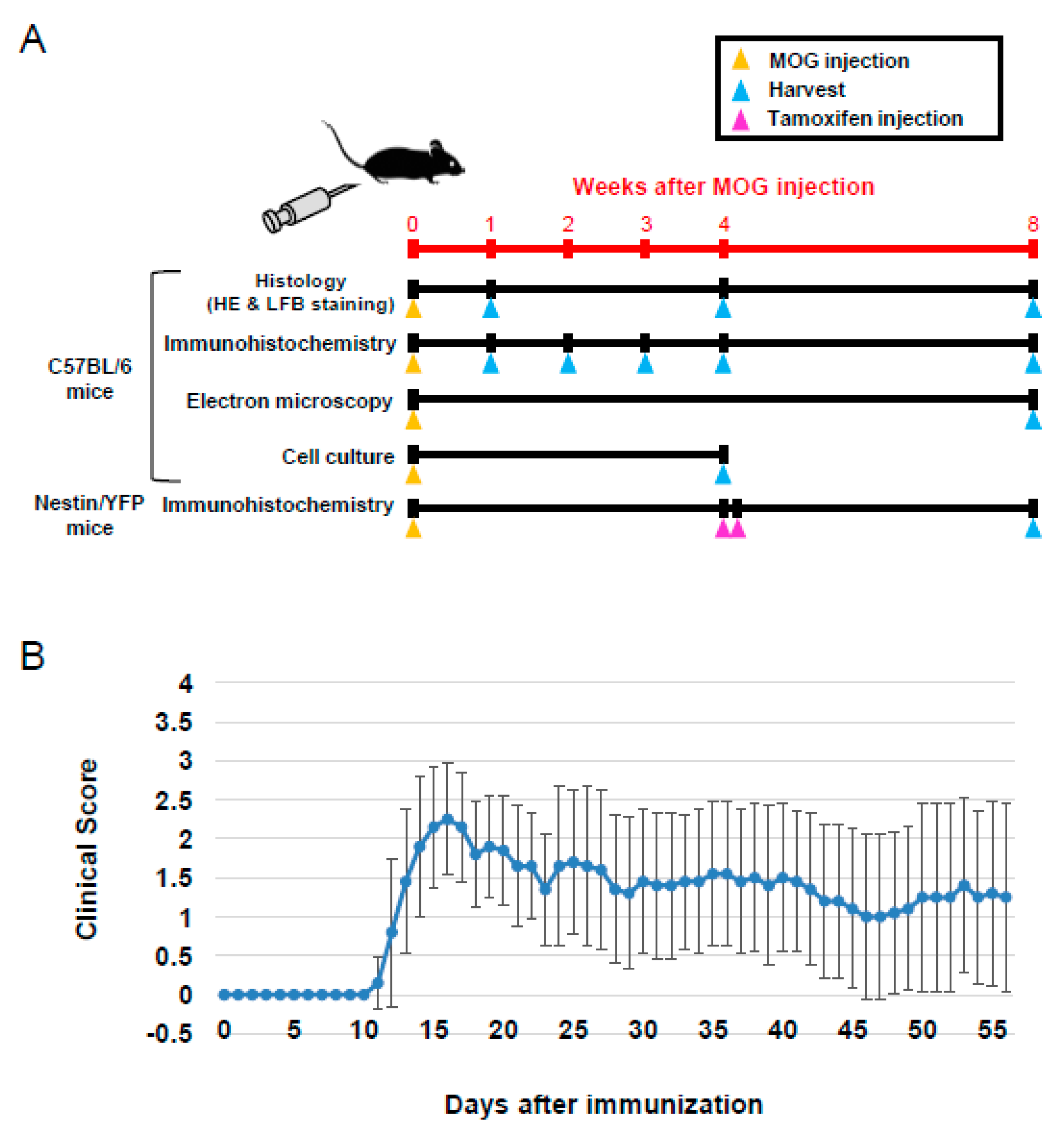Cells 08 01025 g001 Cells 08 01025 g001