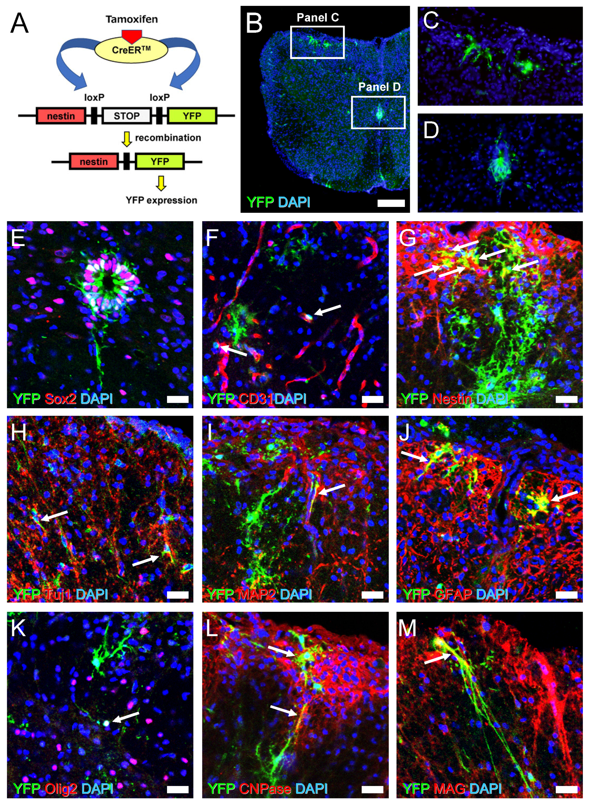 Cells 08 01025 g008 Cells 08 01025 g008