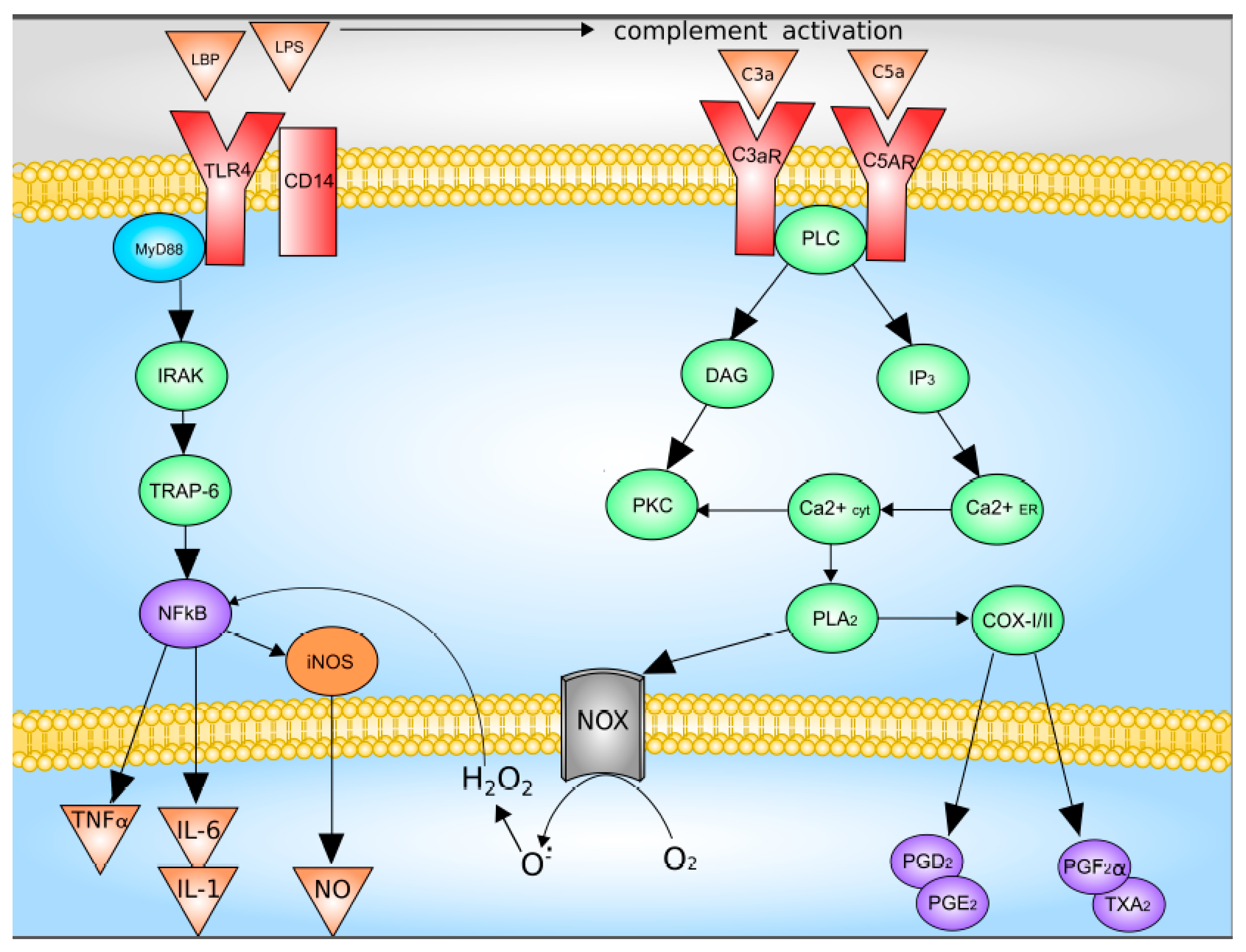 Cells 08 01032 g002 Cells 08 01032 g002