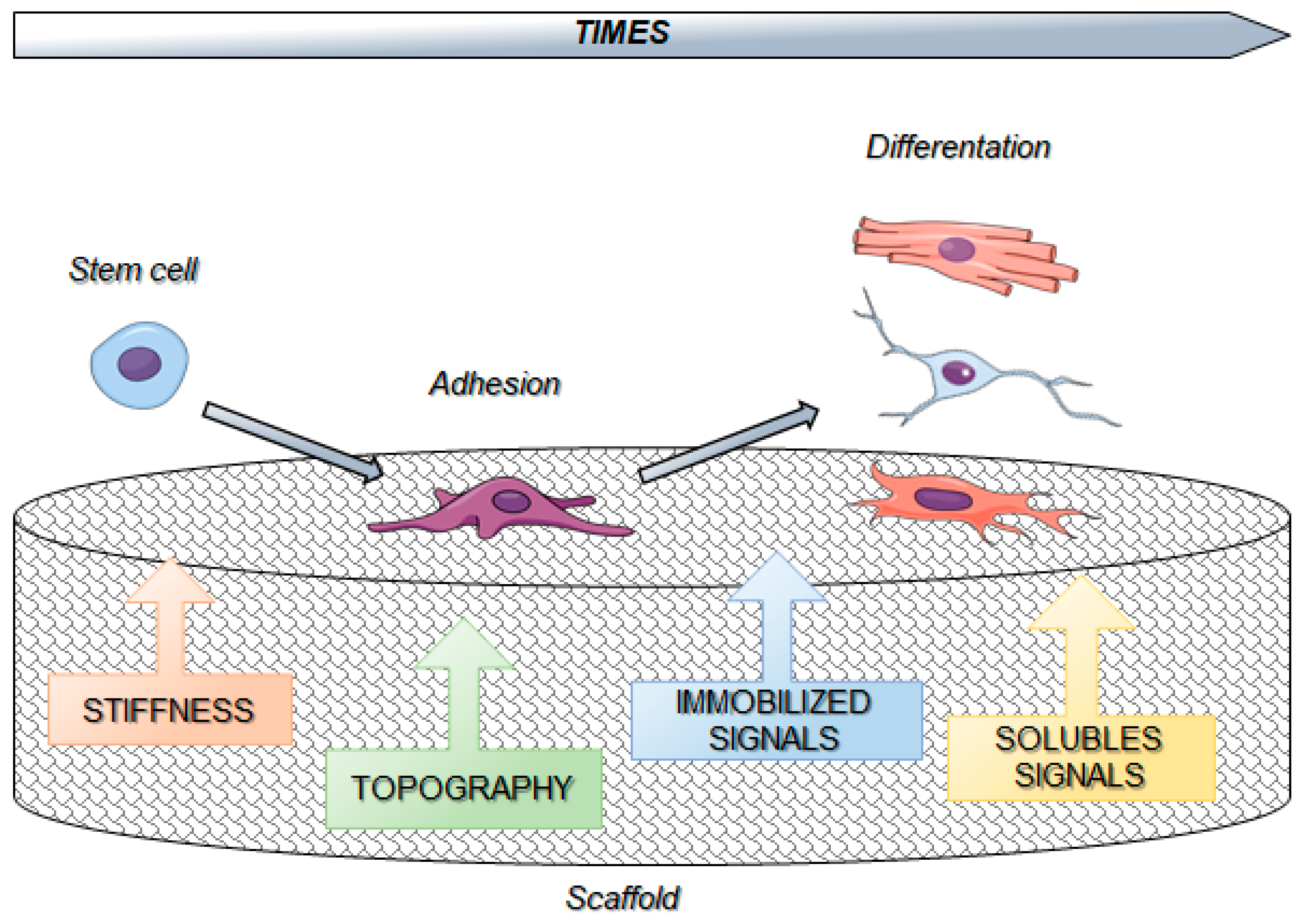 Differential cellular stiffness contributes to tissue elongation on an  expanding surface