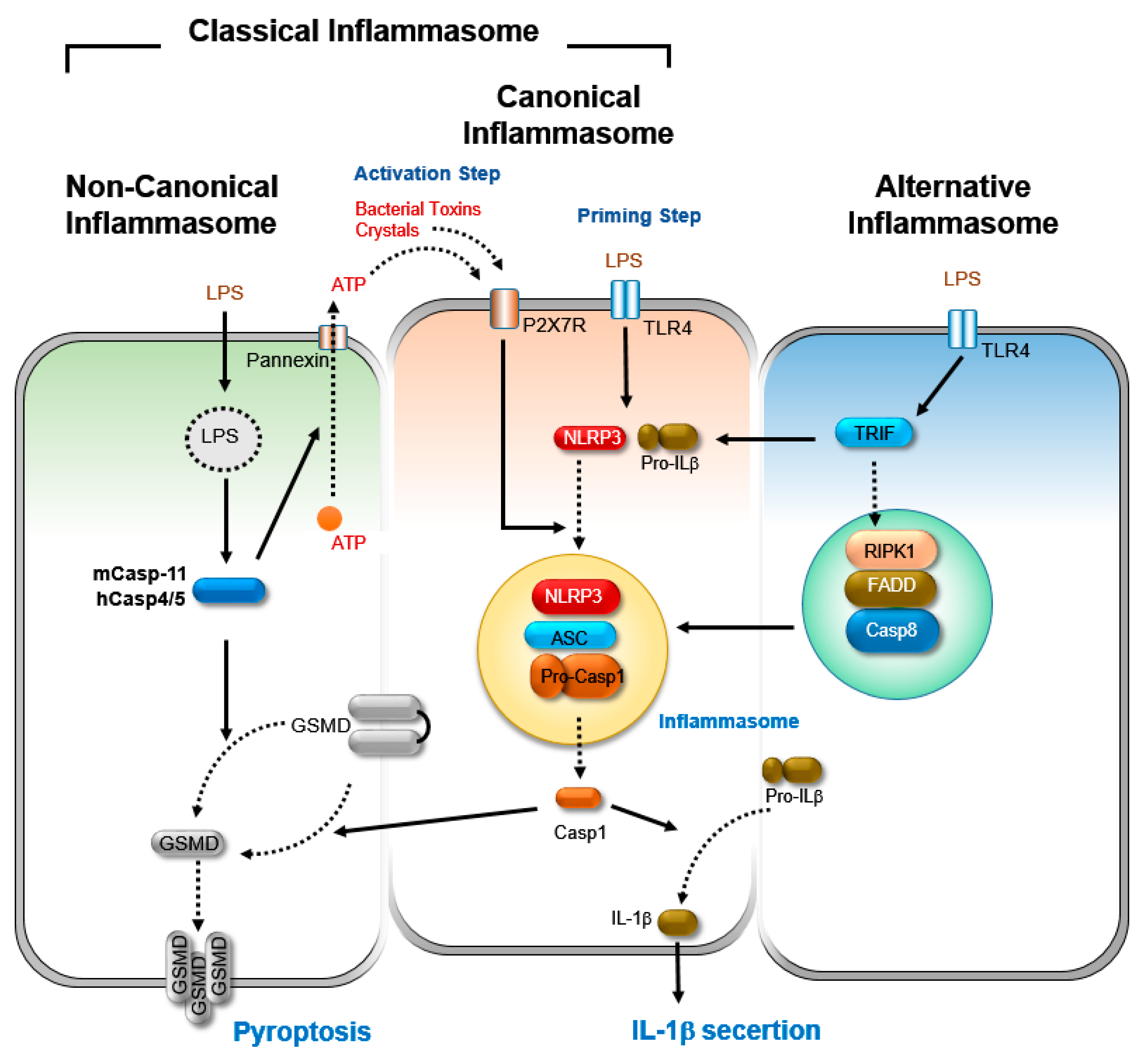Cells Free Full Text The Molecular Links Between Cell Death And Inflammasome Html