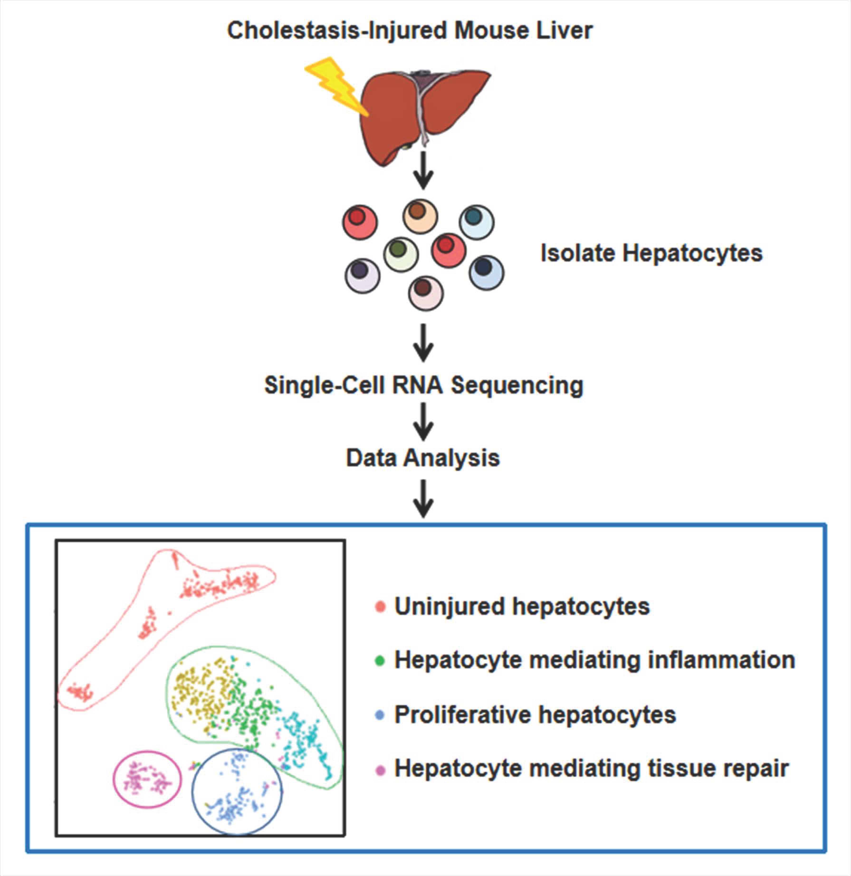 Cells Free FullText SingleCell Transcriptomes Reveal