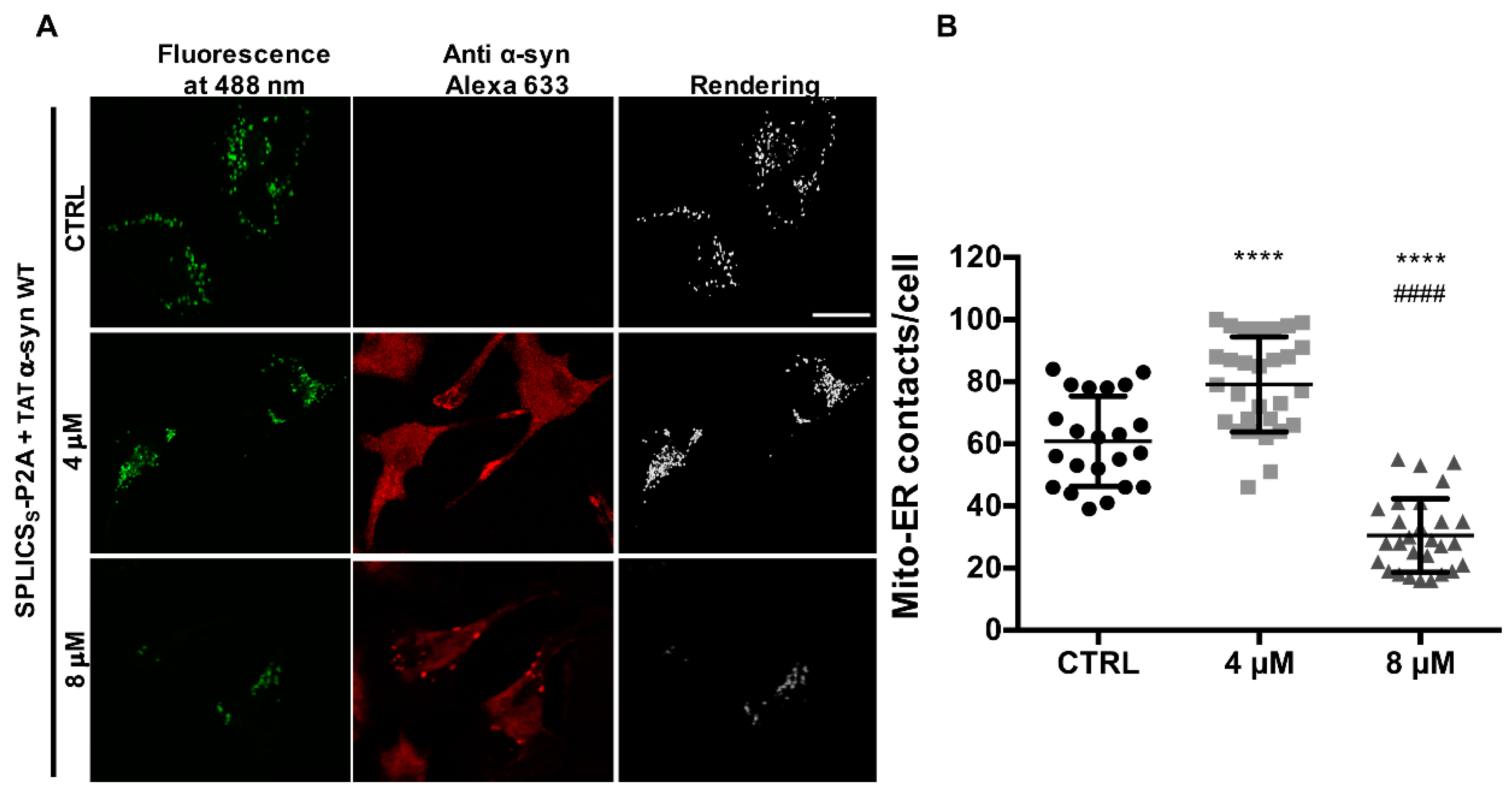 Cells 08 01072 g005 Cells 08 01072 g005