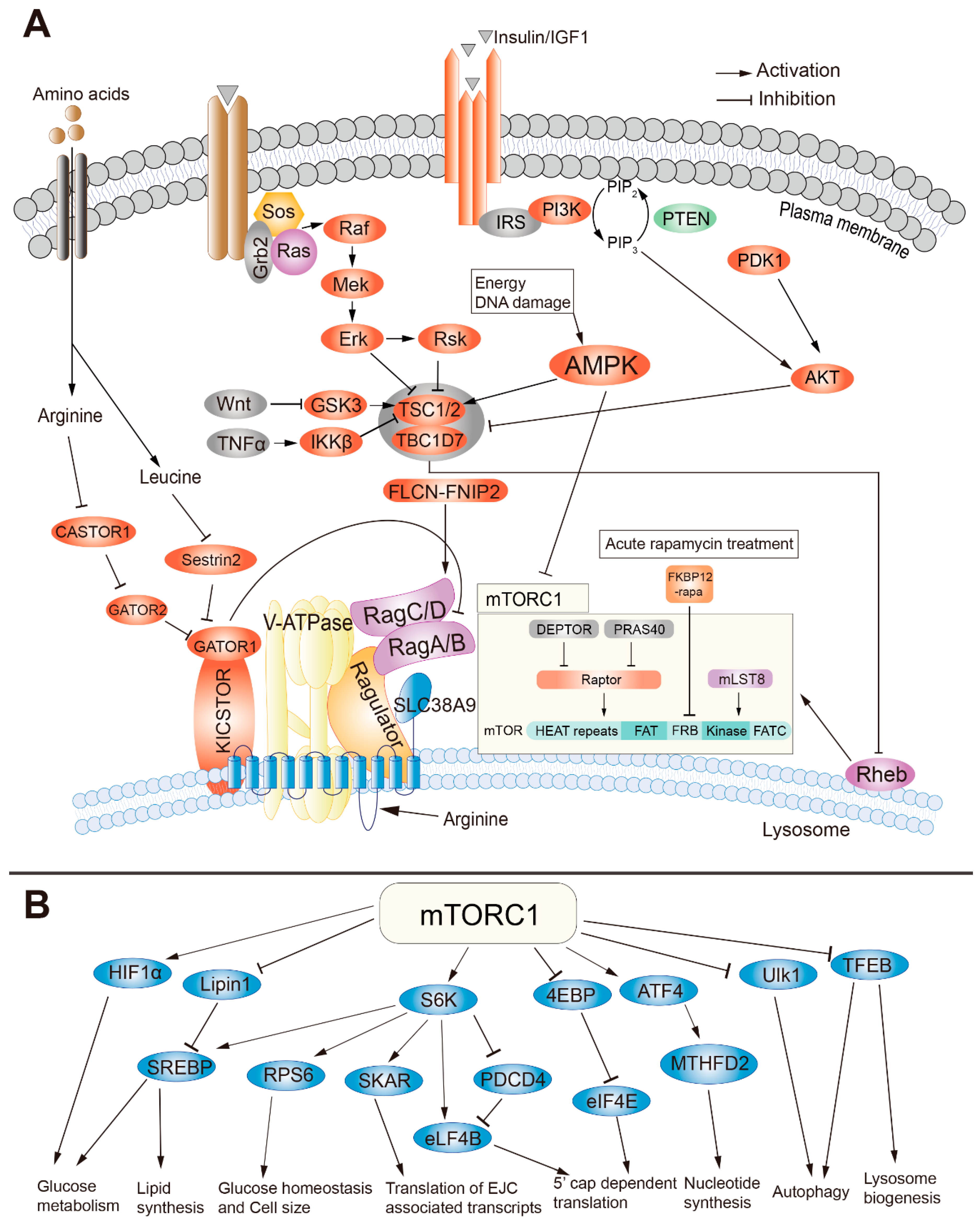 Roles of mTOR Signaling in Tissue Regeneration Biology Diagrams