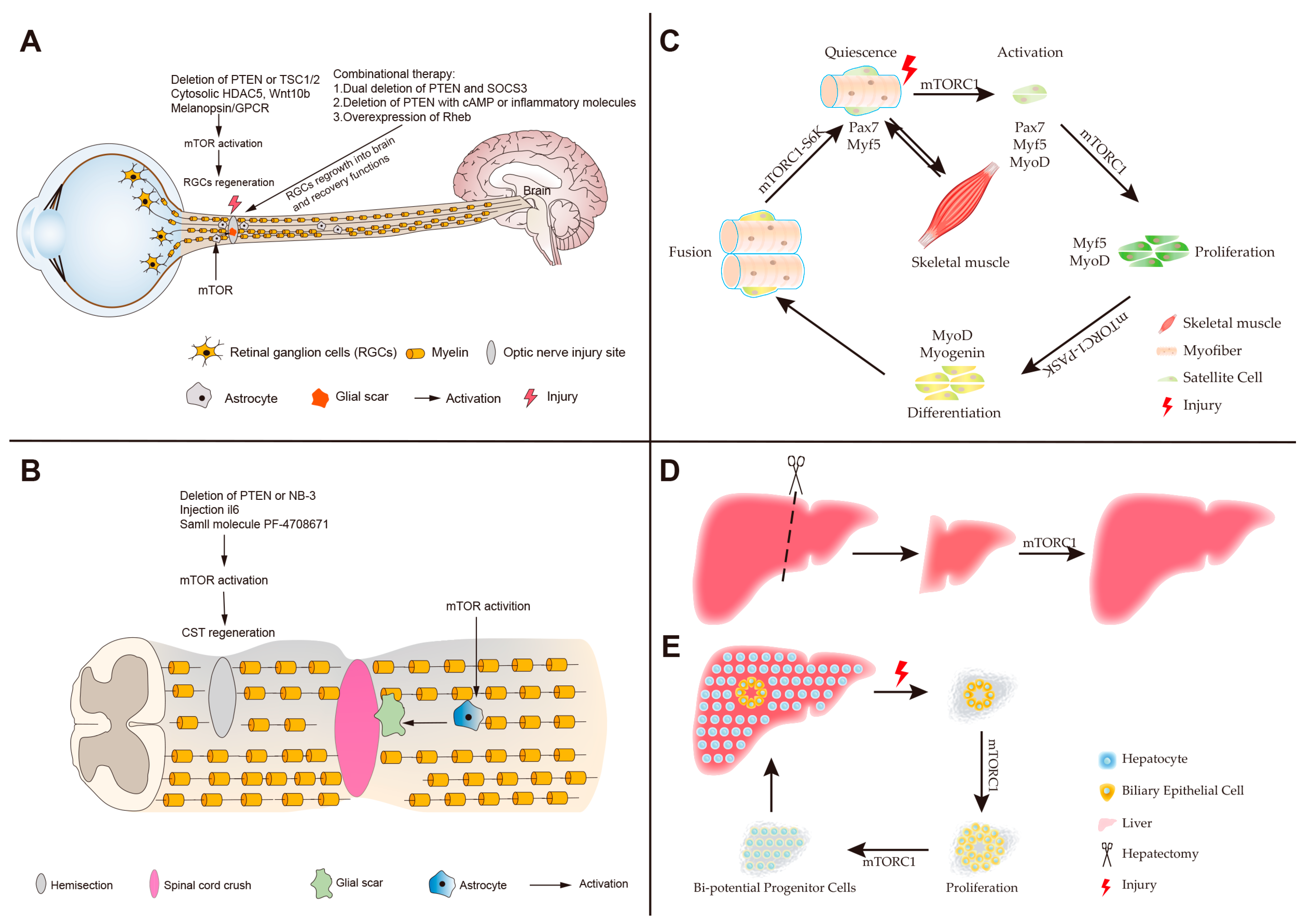 Cells 08 01075 g003 Cells 08 01075 g003