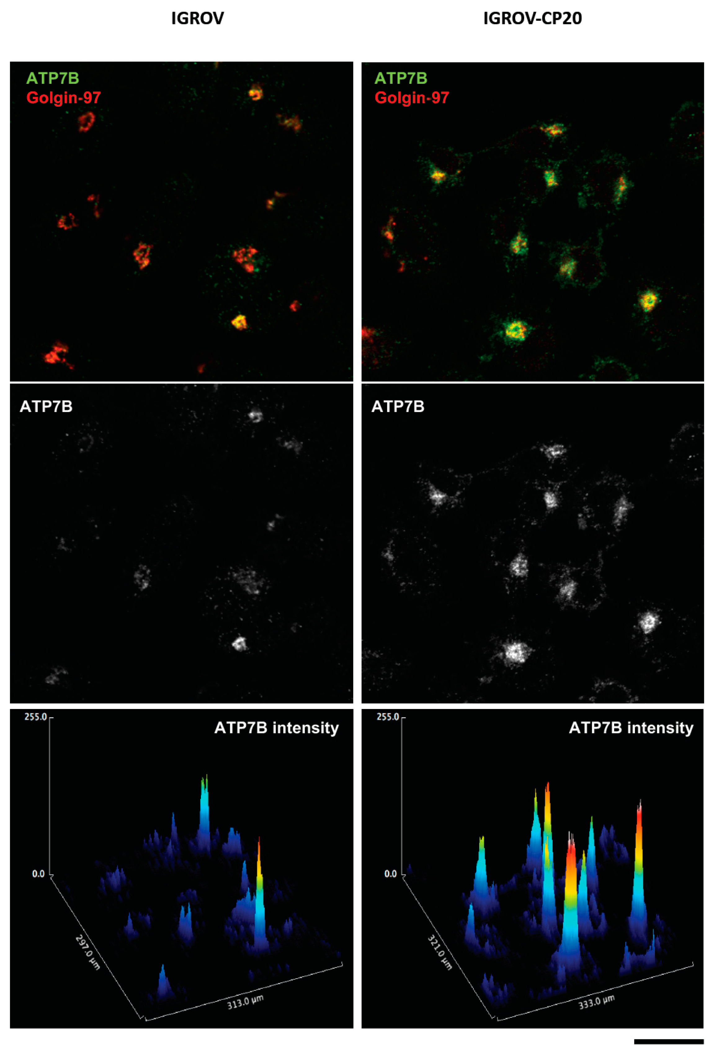 Cells 08 01080 g003 Cells 08 01080 g003
