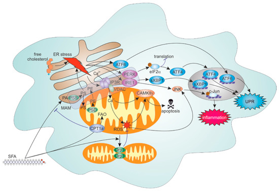 Cells Free Full Text Er Mitochondria Communication In Cells Of The Innate Immune System Html