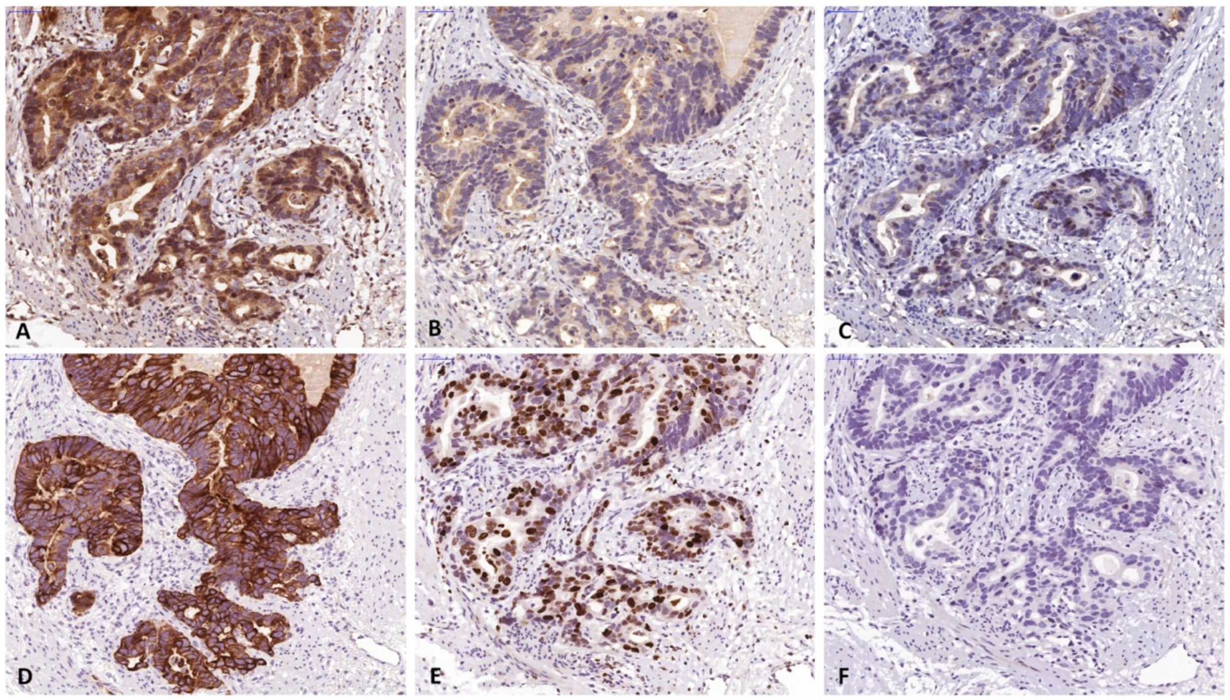 Cells 08 01092 g002 Cells 08 01092 g002