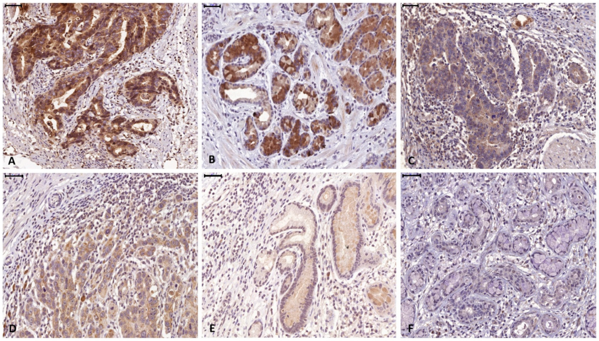 Cells 08 01092 g003 Cells 08 01092 g003