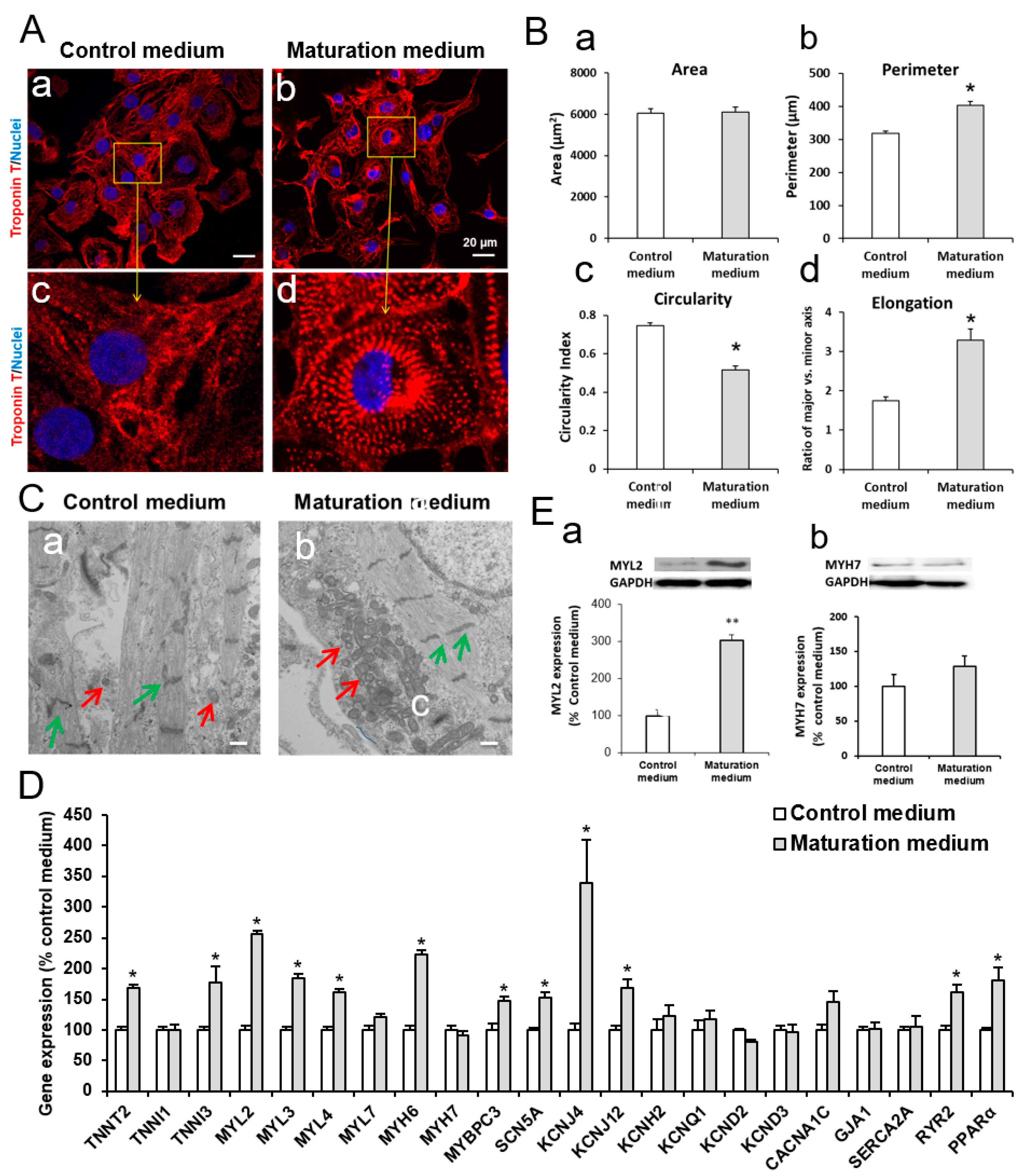 Cells 08 01095 g003 Cells 08 01095 g003