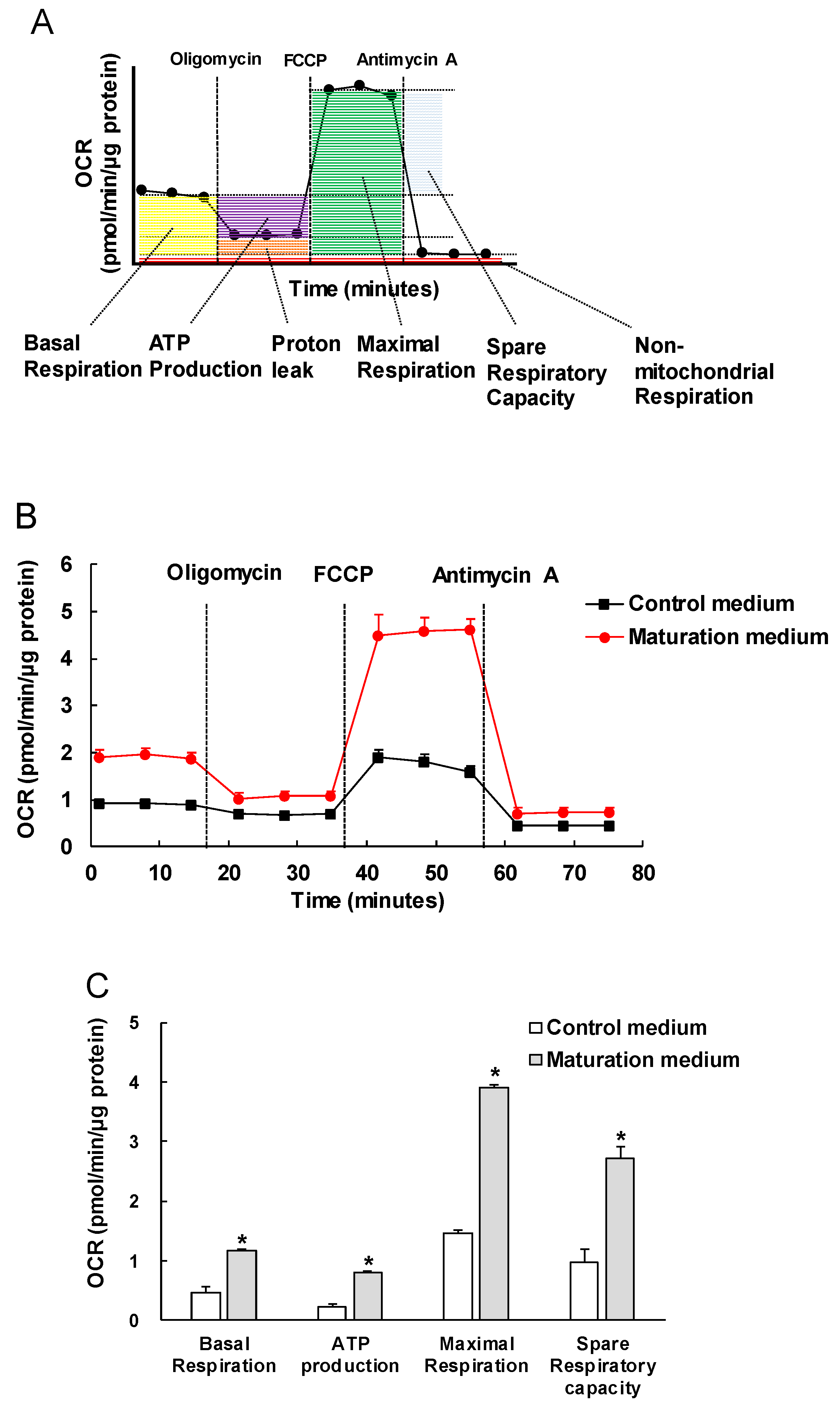 Cells 08 01095 g004 Cells 08 01095 g004