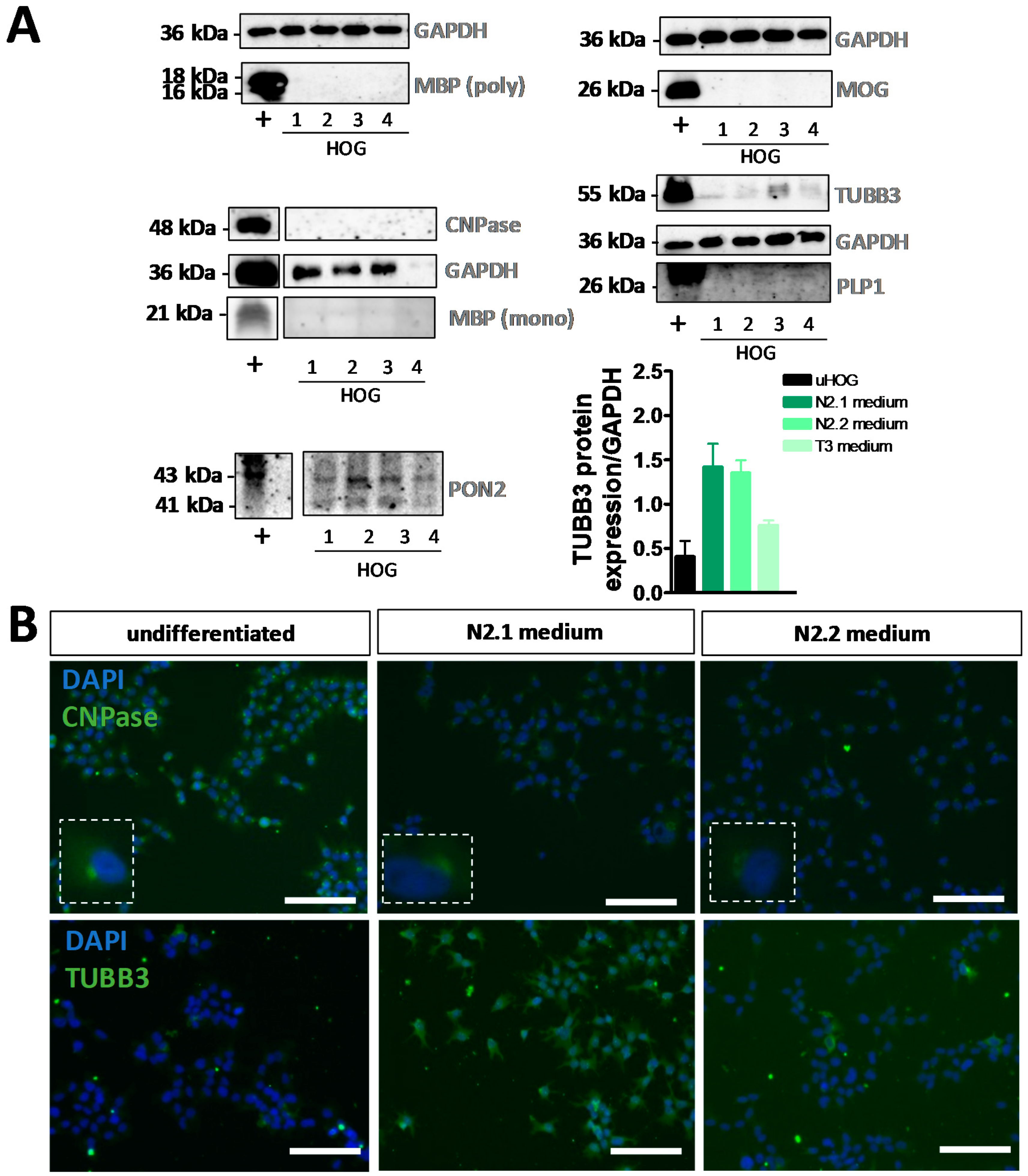 Cells 08 01096 g002