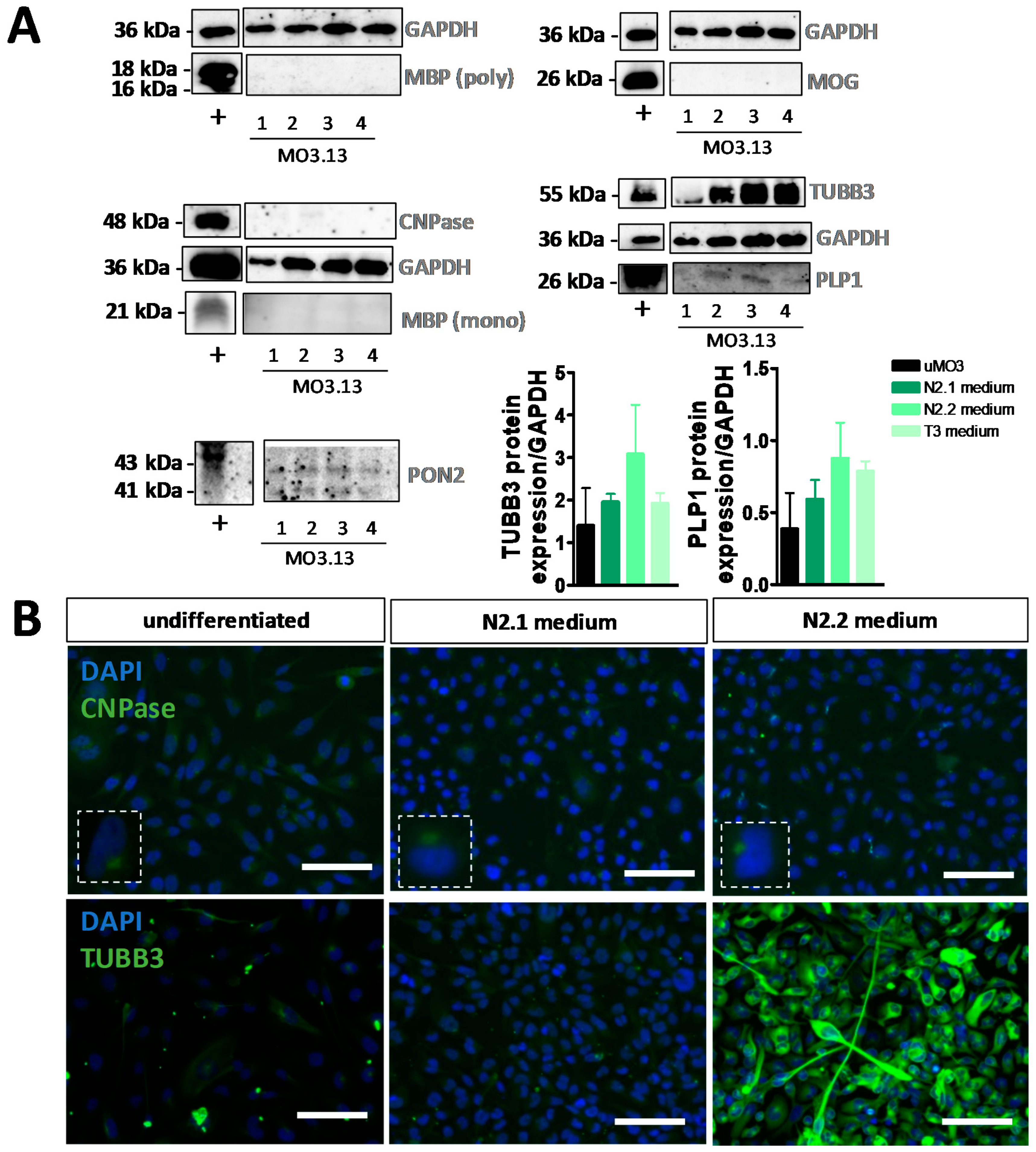 Cells 08 01096 g004