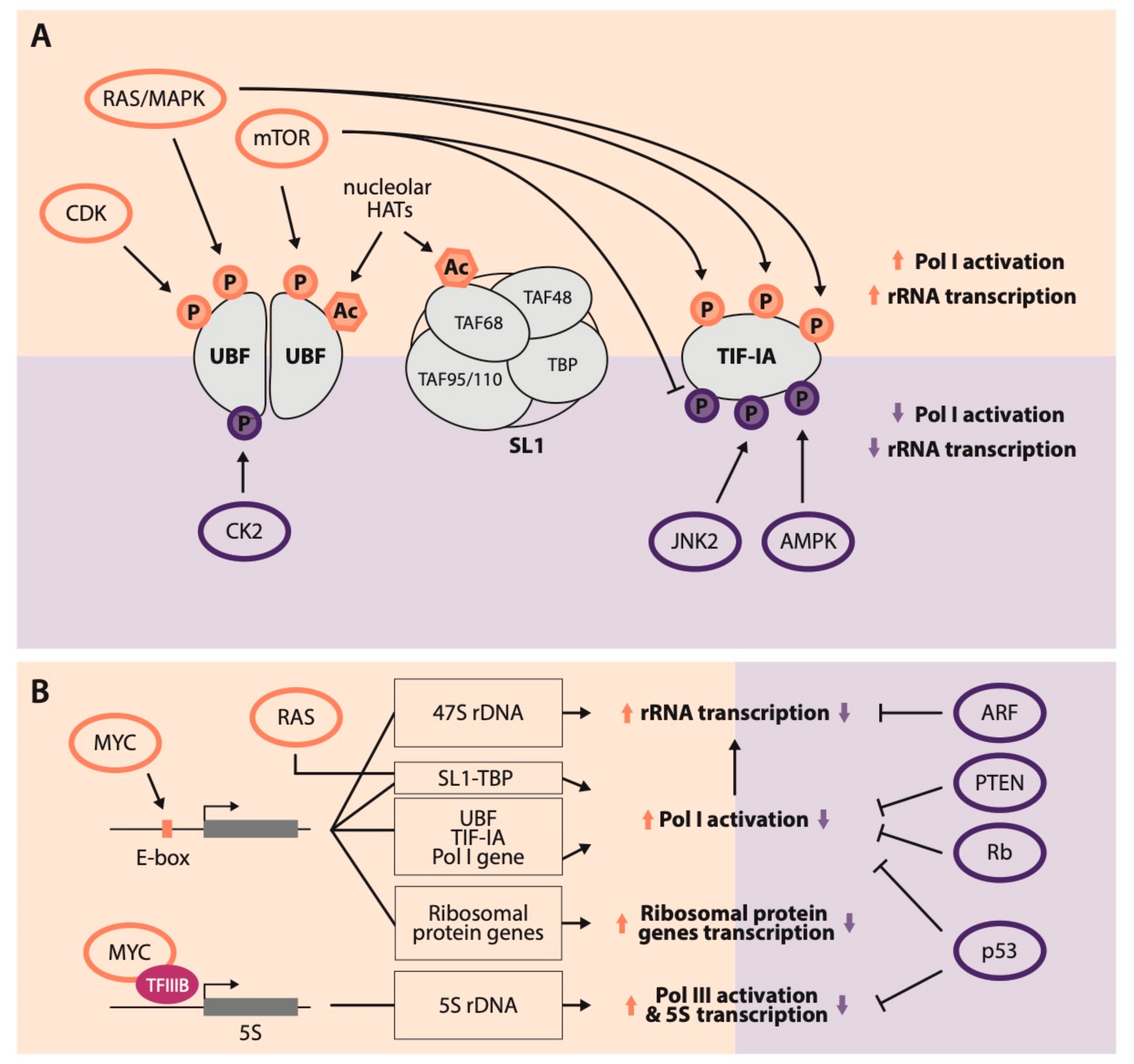 Cells Free Full Text How Cancer Exploits Ribosomal Rna Biogenesis A Journey Beyond The Boundaries Of Rrna Transcription