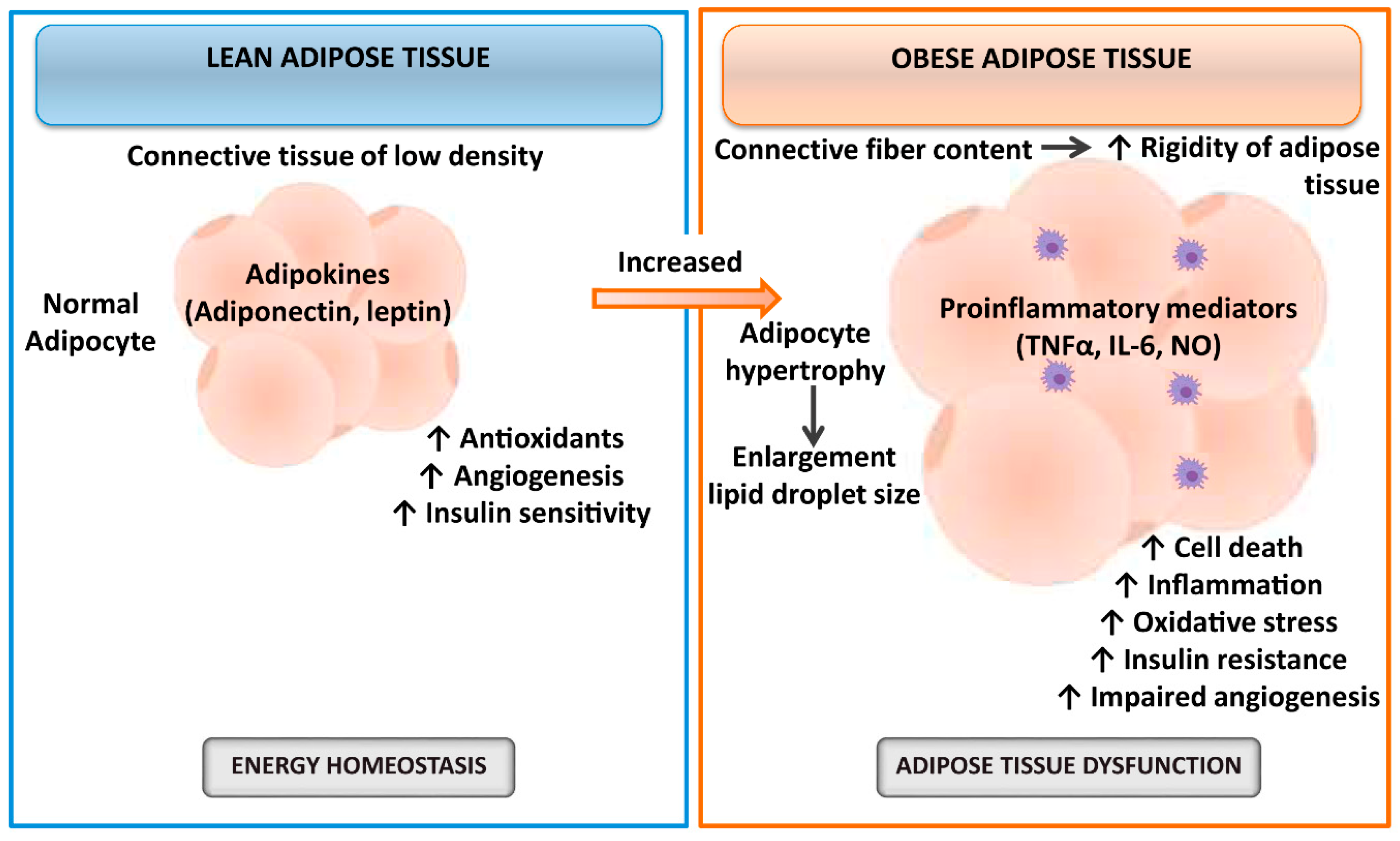 Cells 08 01100 g001 Cells 08 01100 g001