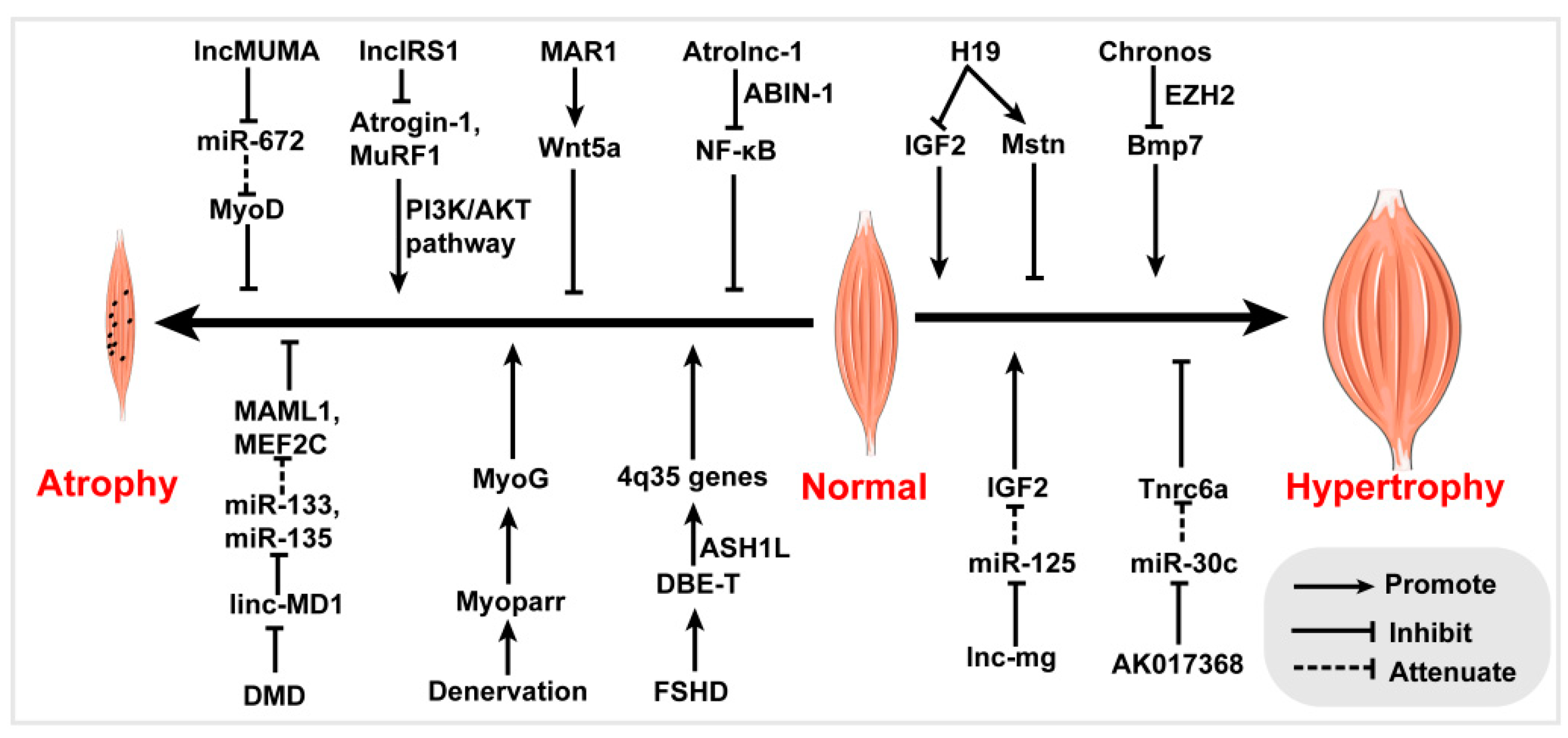 全ての Regulatory and Functions Mechanisms Skeletal in lncRNAs of ゲームキャラクター