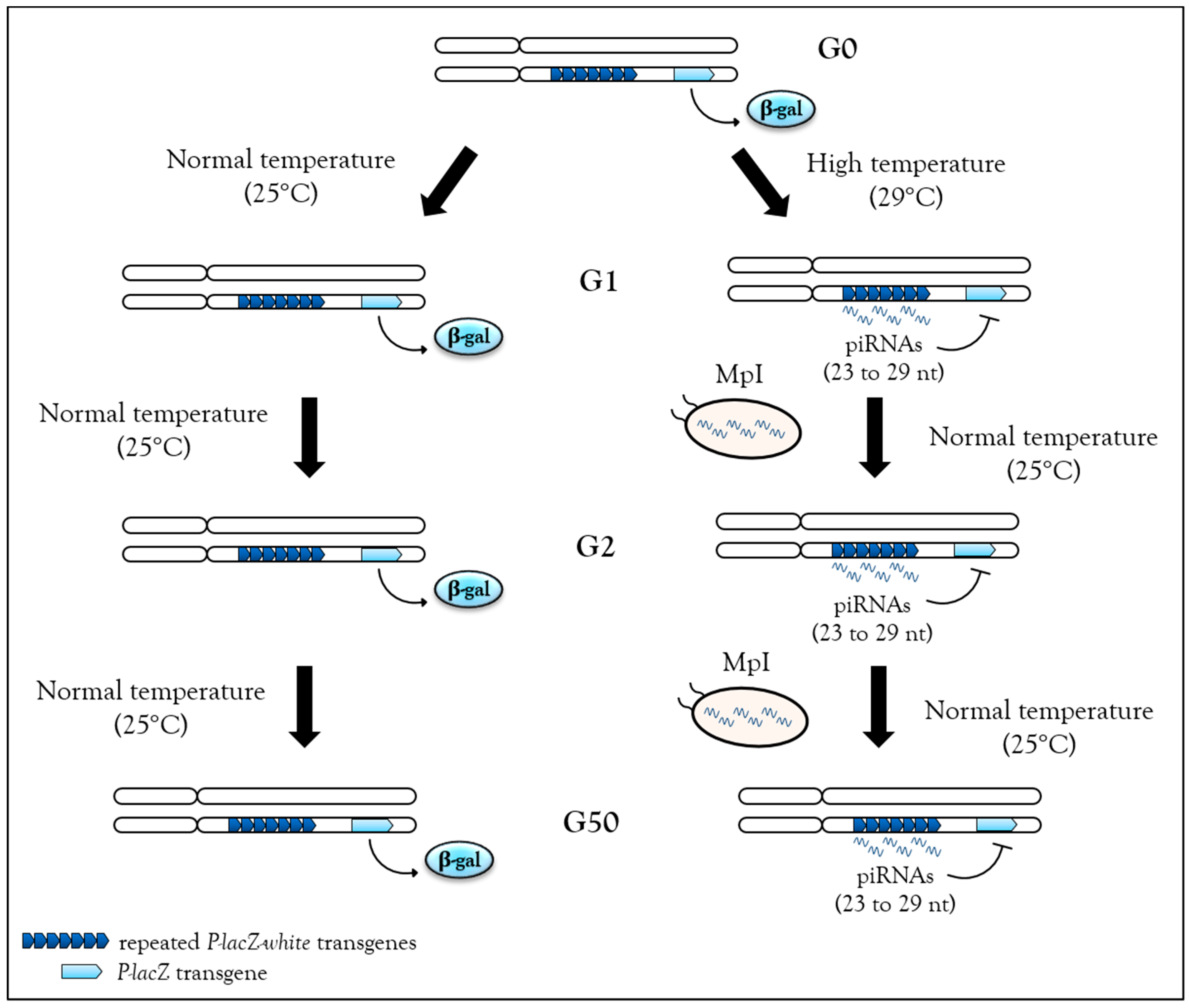 Cells 08 01108 g003 Cells 08 01108 g003