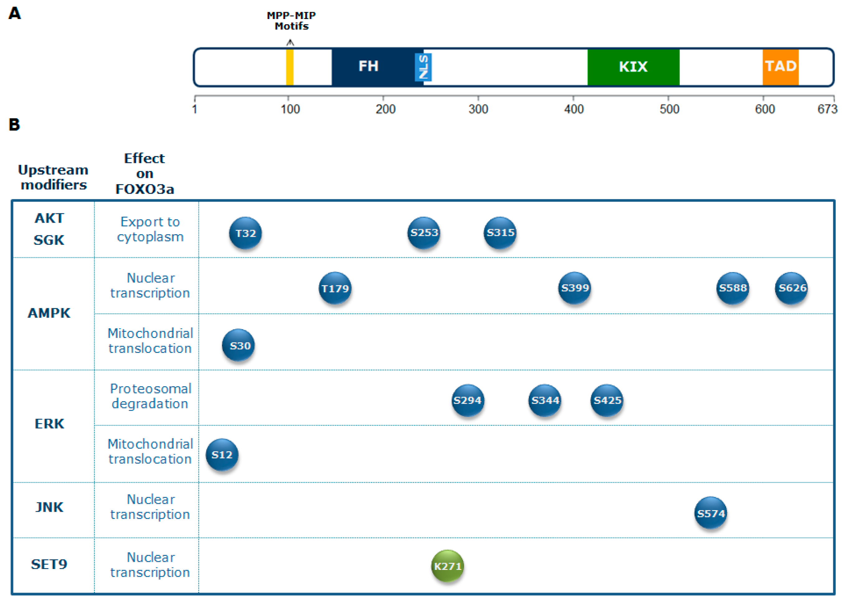 Cells 08 01110 g001 Cells 08 01110 g001